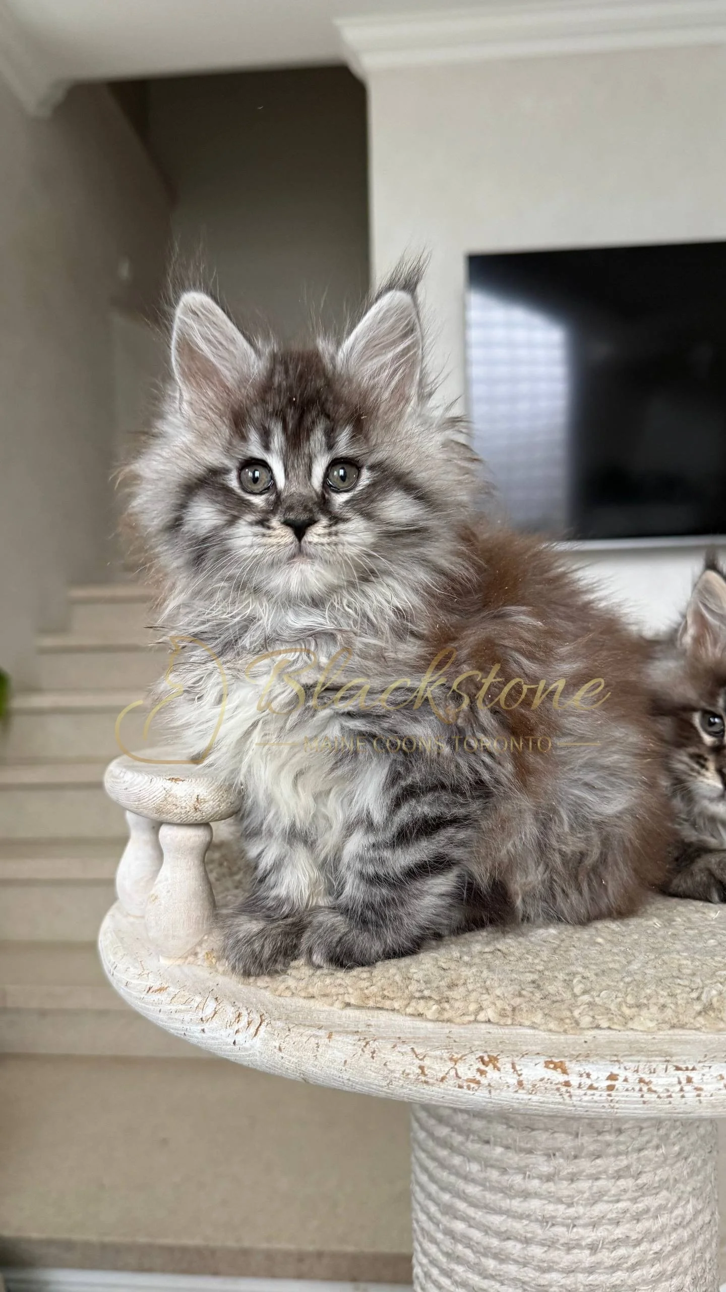 eZy Watermark_05-04-2026_02-54-11-0100PM.JPG