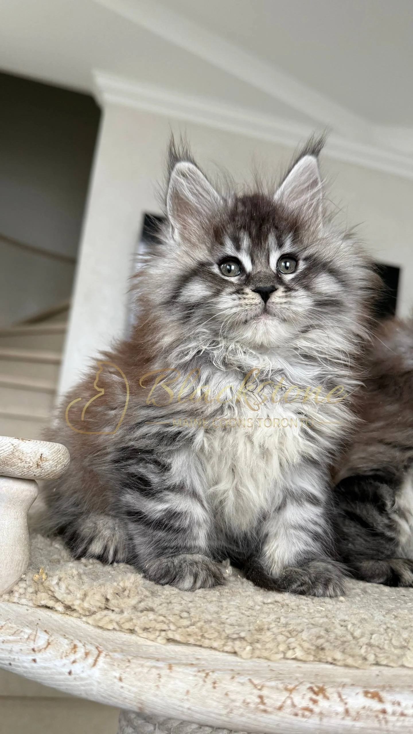 eZy Watermark_05-04-2026_02-54-11-2850PM.JPG