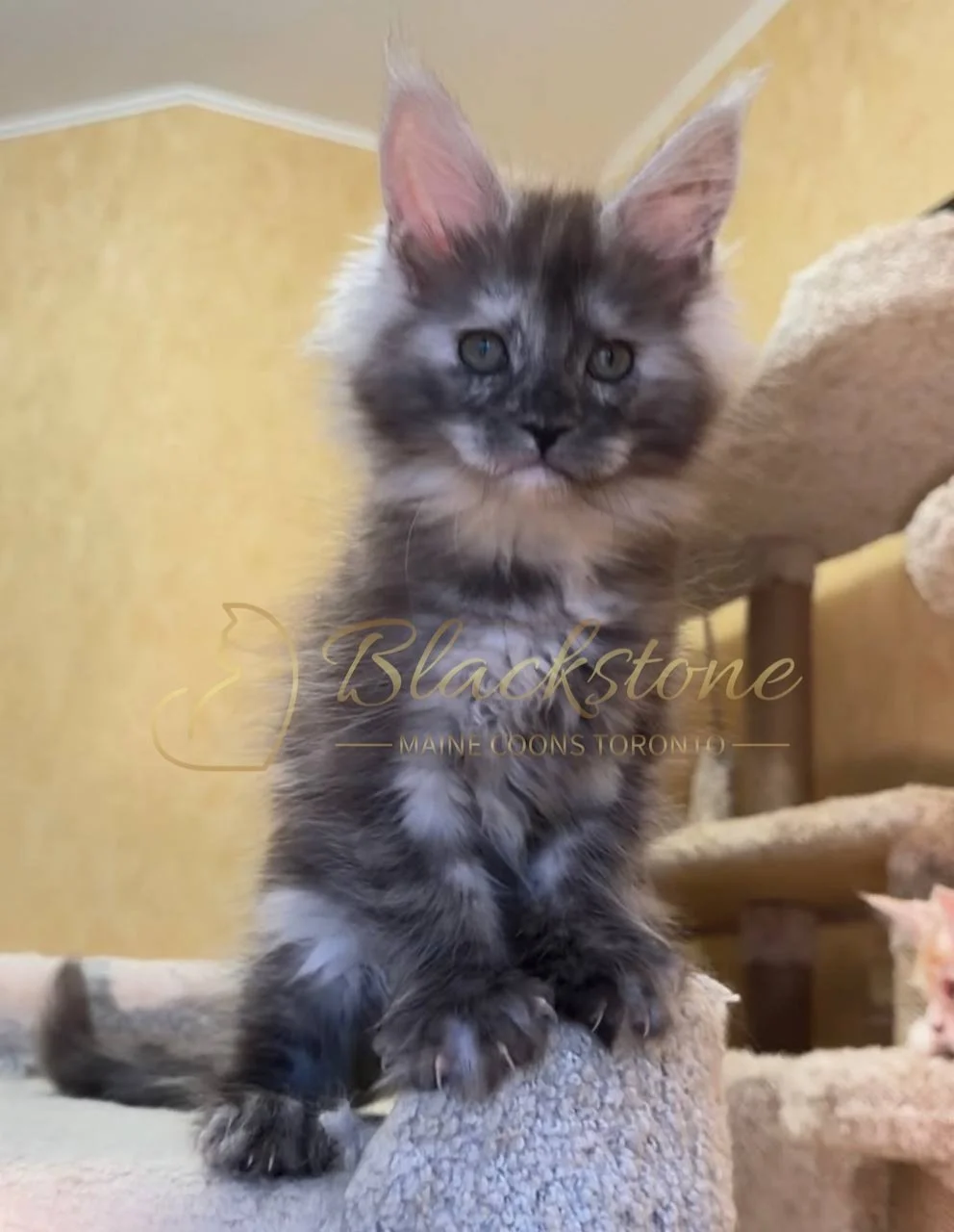 eZy Watermark_05-04-2026_03-06-35-2210PM.JPG