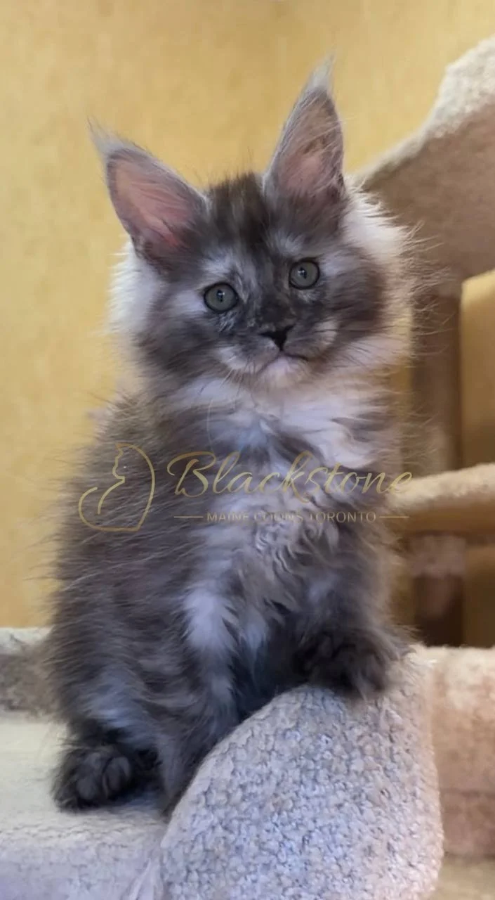 eZy Watermark_05-04-2026_03-06-35-1350PM.JPG