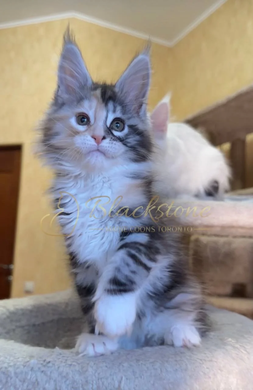 eZy Watermark_05-04-2026_03-06-35-0660PM.JPG