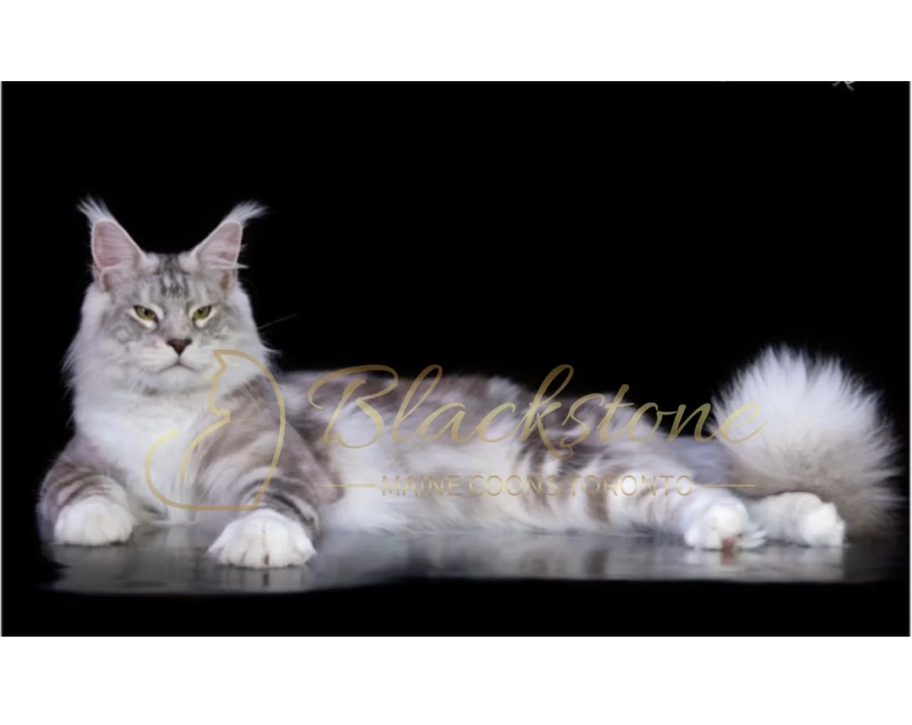 eZy Watermark_05-04-2026_03-06-34-9190PM.JPG