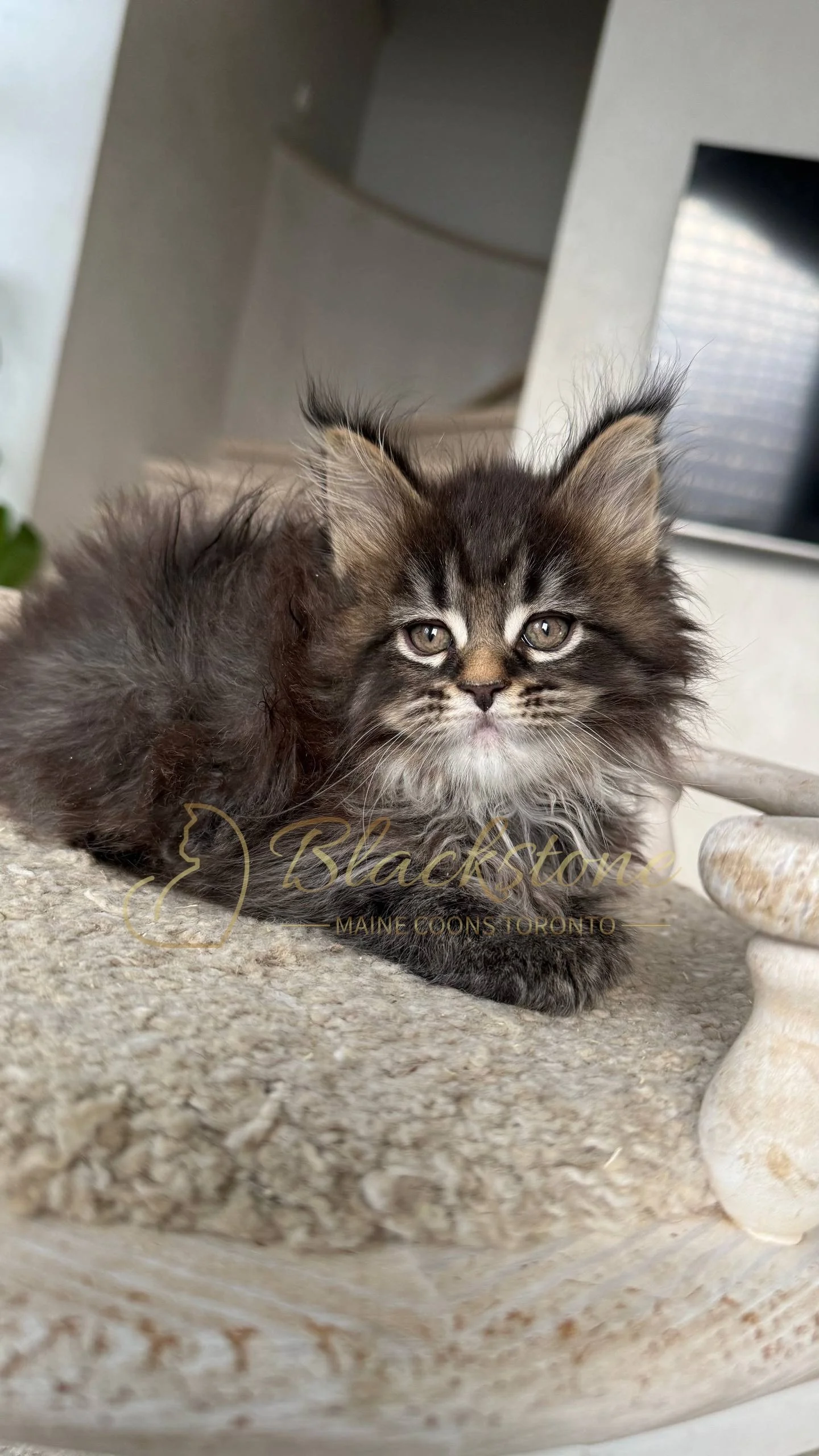 eZy Watermark_05-04-2026_03-25-25-0450PM.JPG