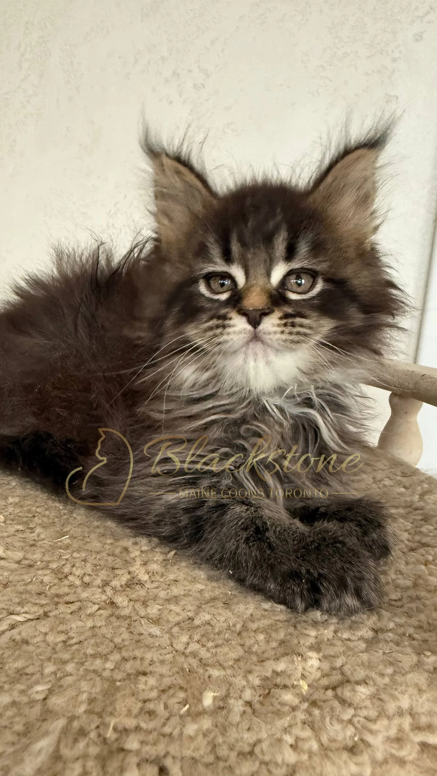 eZy Watermark_05-04-2026_03-25-25-1800PM.JPG