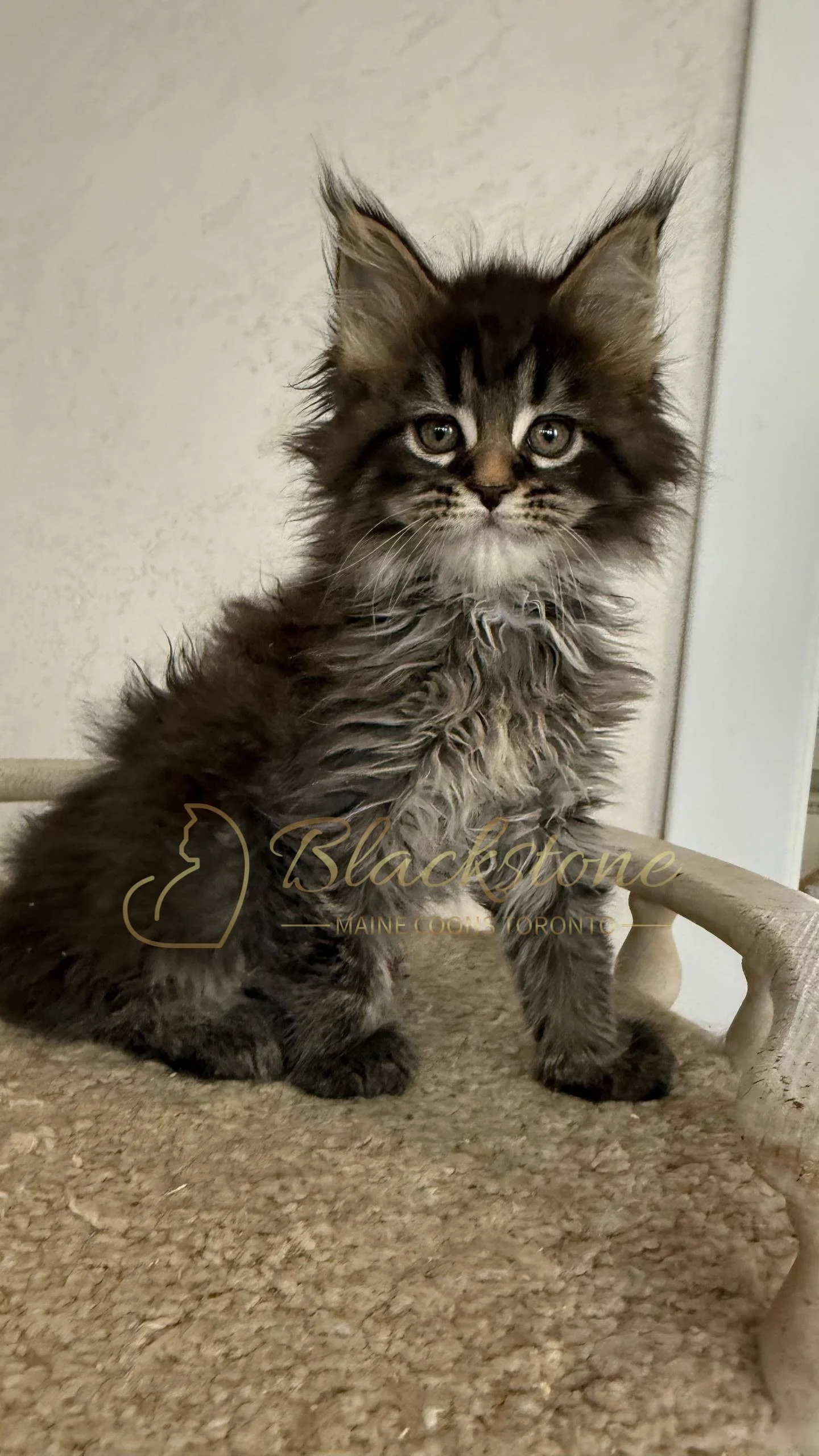 eZy Watermark_05-04-2026_03-25-25-2780PM.JPG