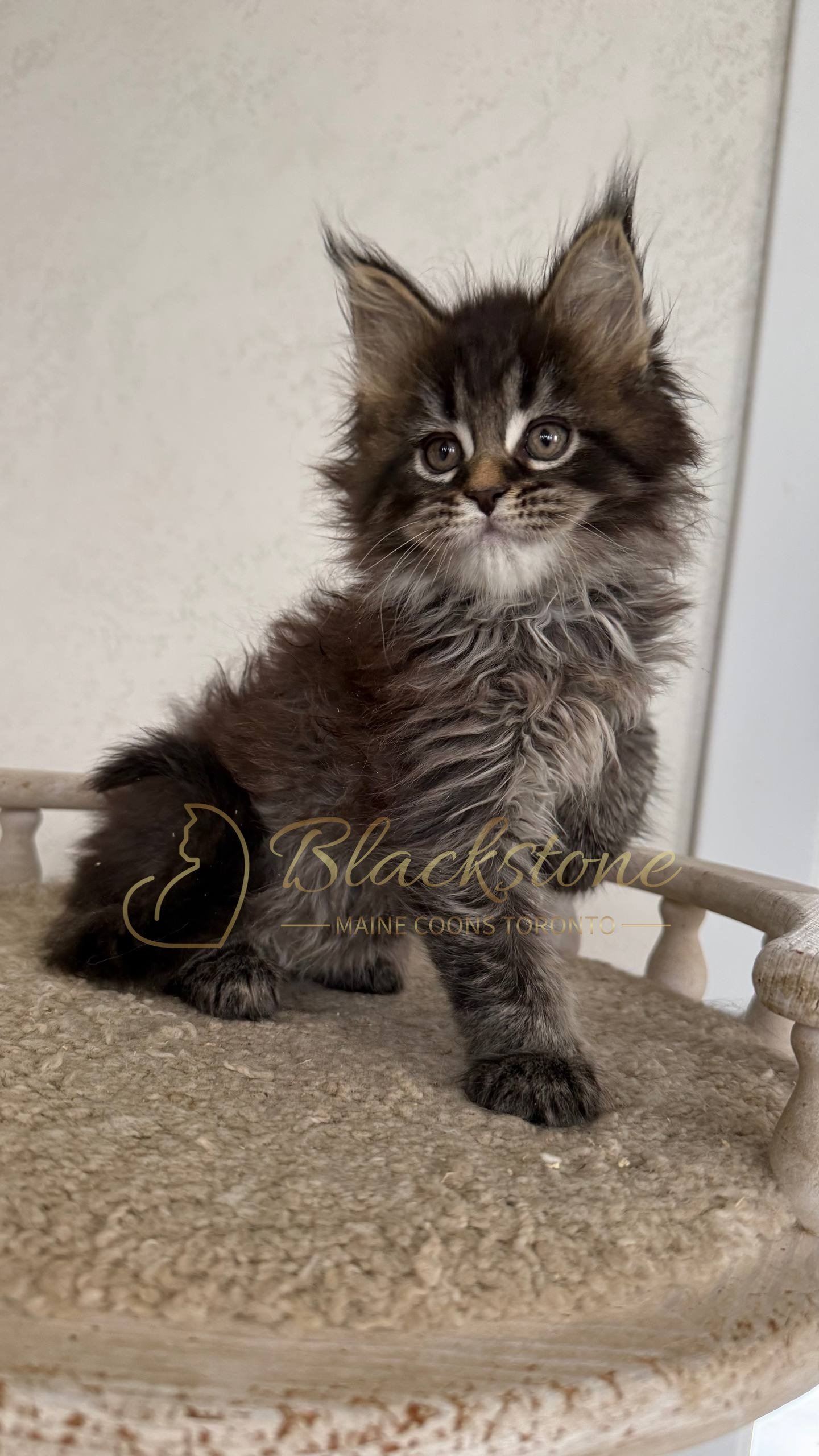 eZy Watermark_05-04-2026_03-25-25-5510PM.JPG