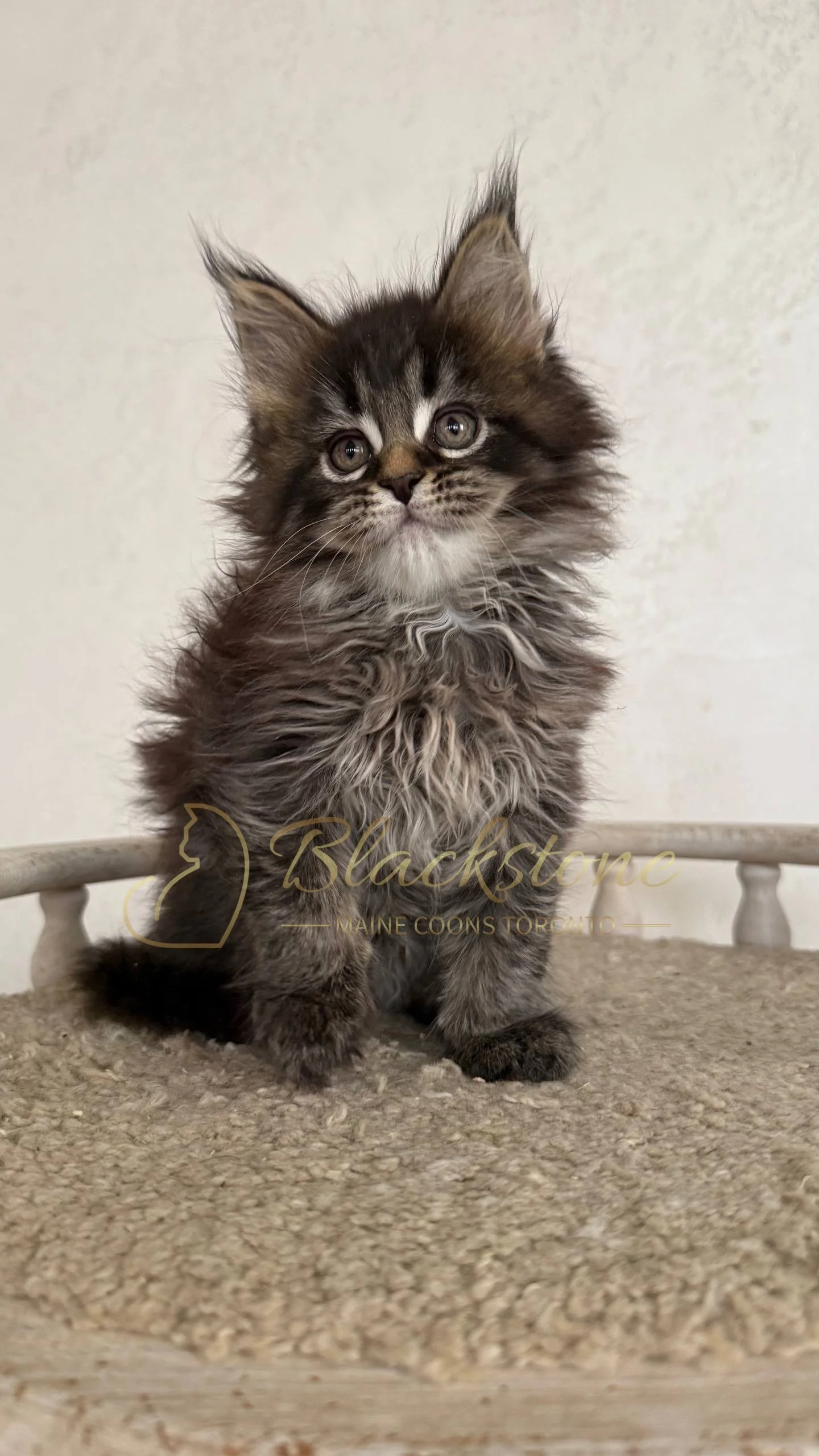 eZy Watermark_05-04-2026_03-25-25-8080PM.JPG