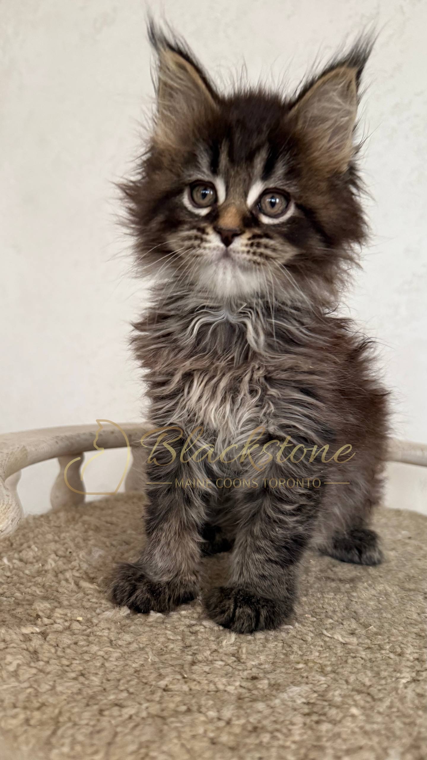 eZy Watermark_05-04-2026_03-25-25-8940PM.JPG