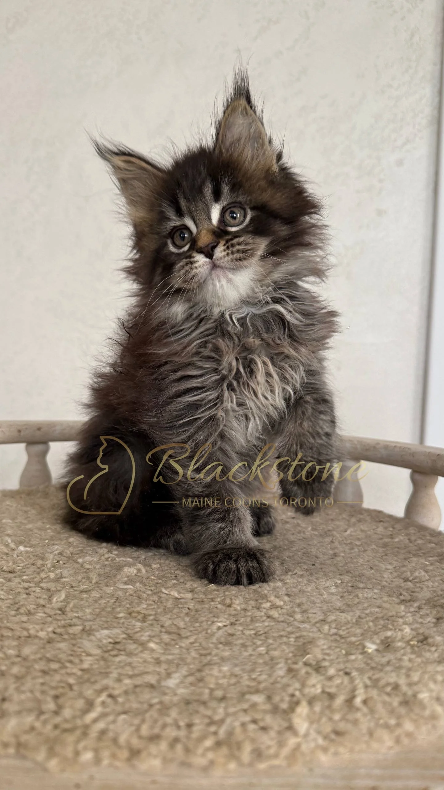 eZy Watermark_05-04-2026_03-25-25-9880PM.JPG