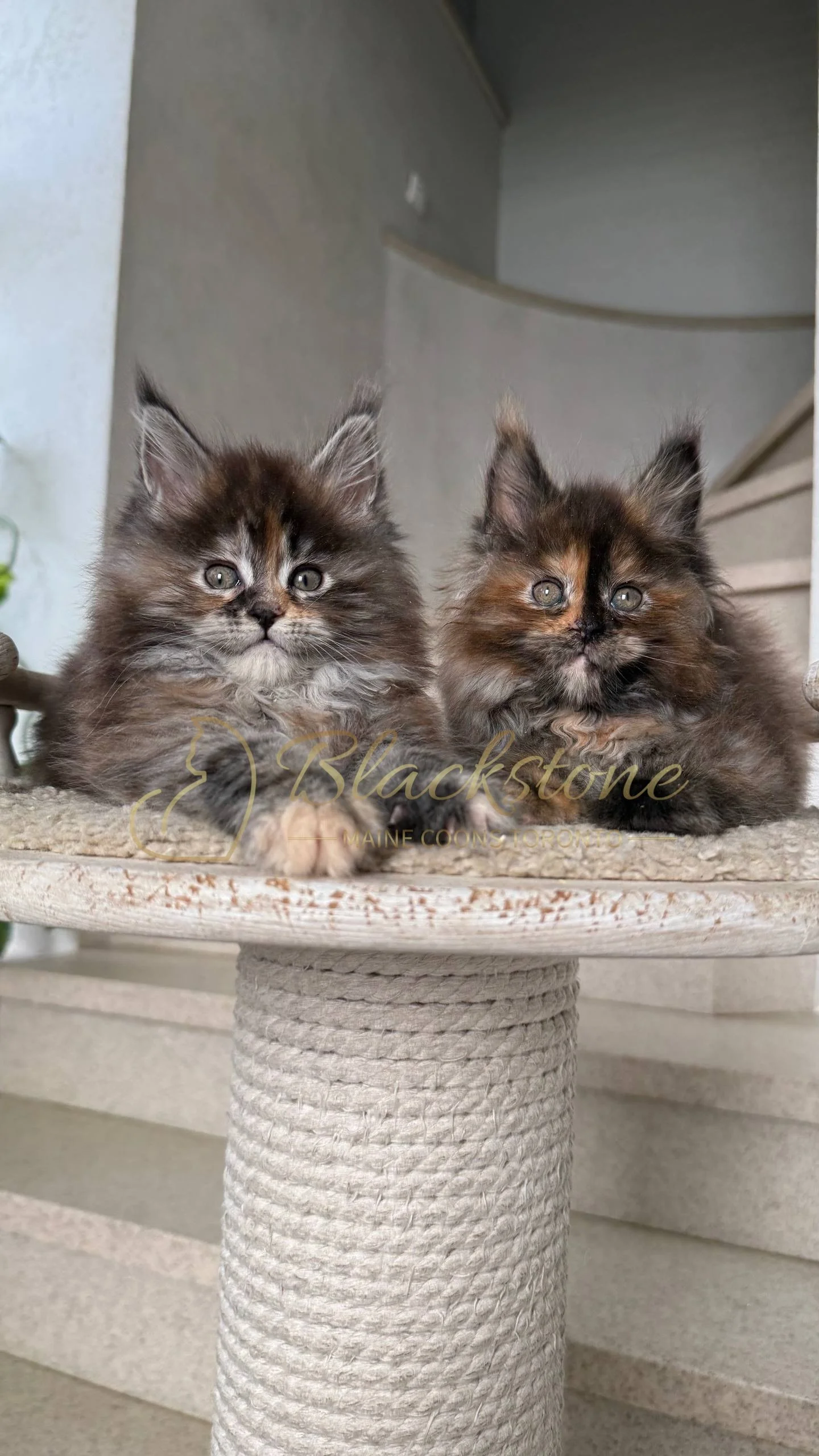 eZy Watermark_05-04-2026_03-45-13-3810PM.JPG