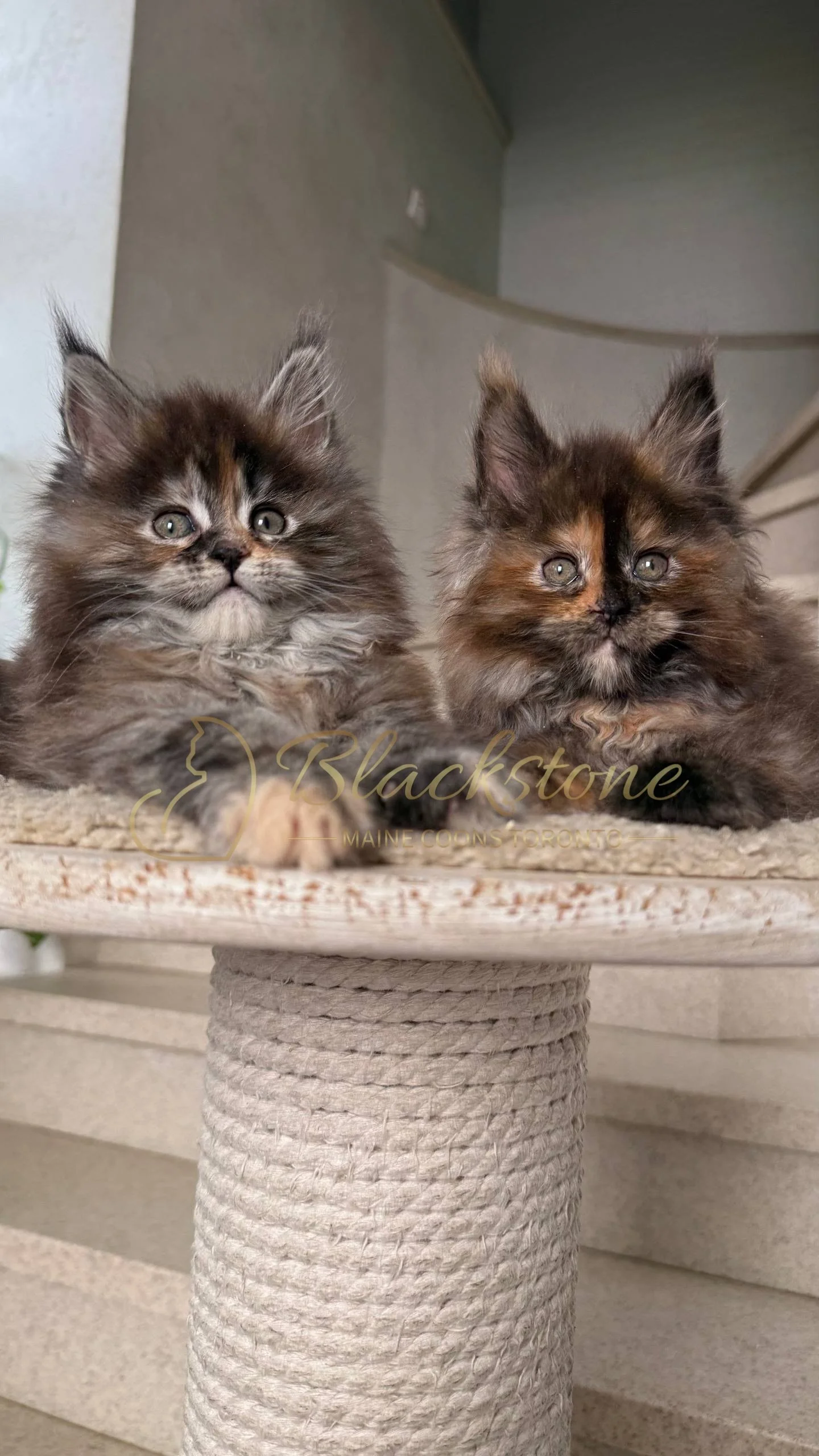 eZy Watermark_05-04-2026_03-45-13-4720PM.JPG