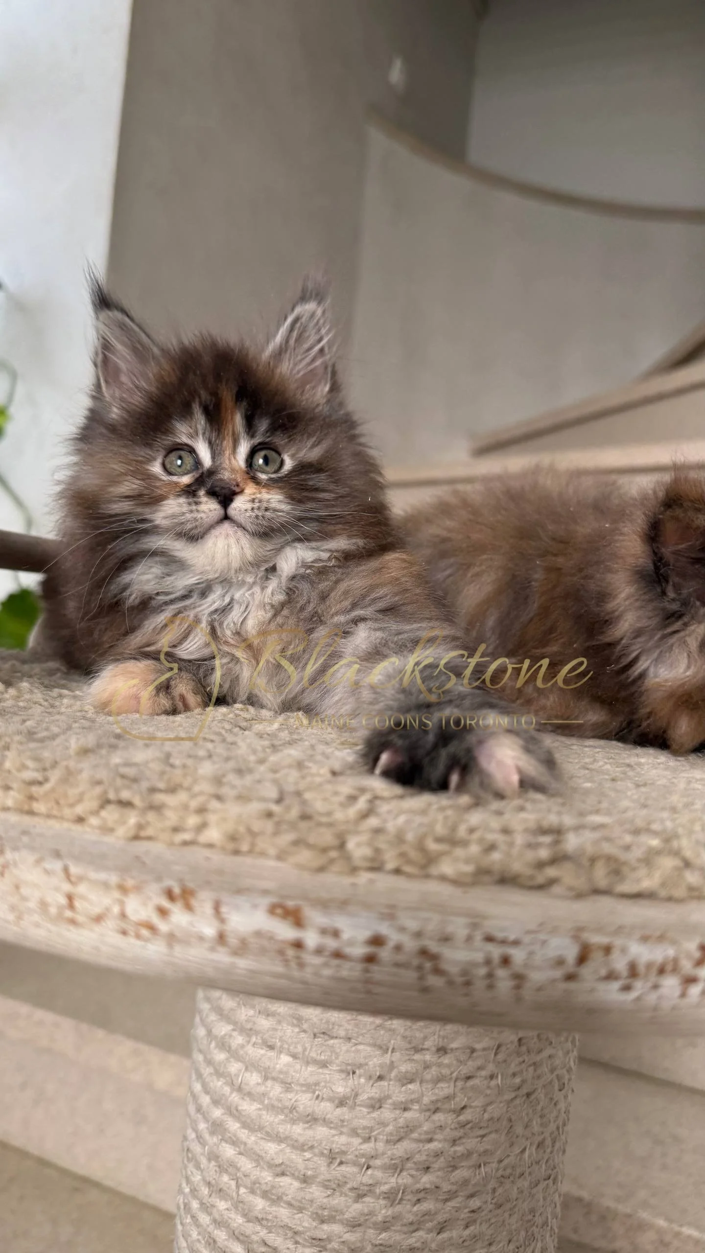 eZy Watermark_05-04-2026_03-45-13-5540PM.JPG