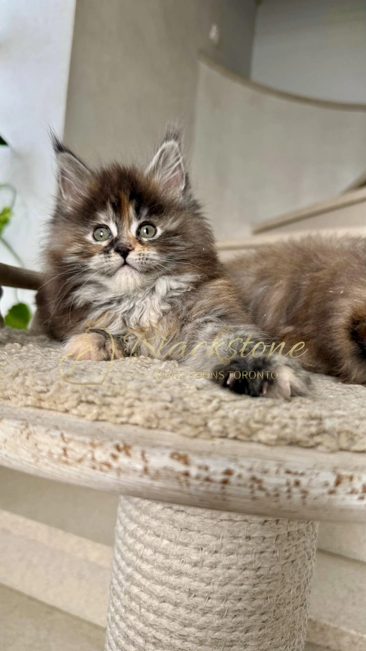 eZy Watermark_05-04-2026_03-45-13-6420PM.jpg