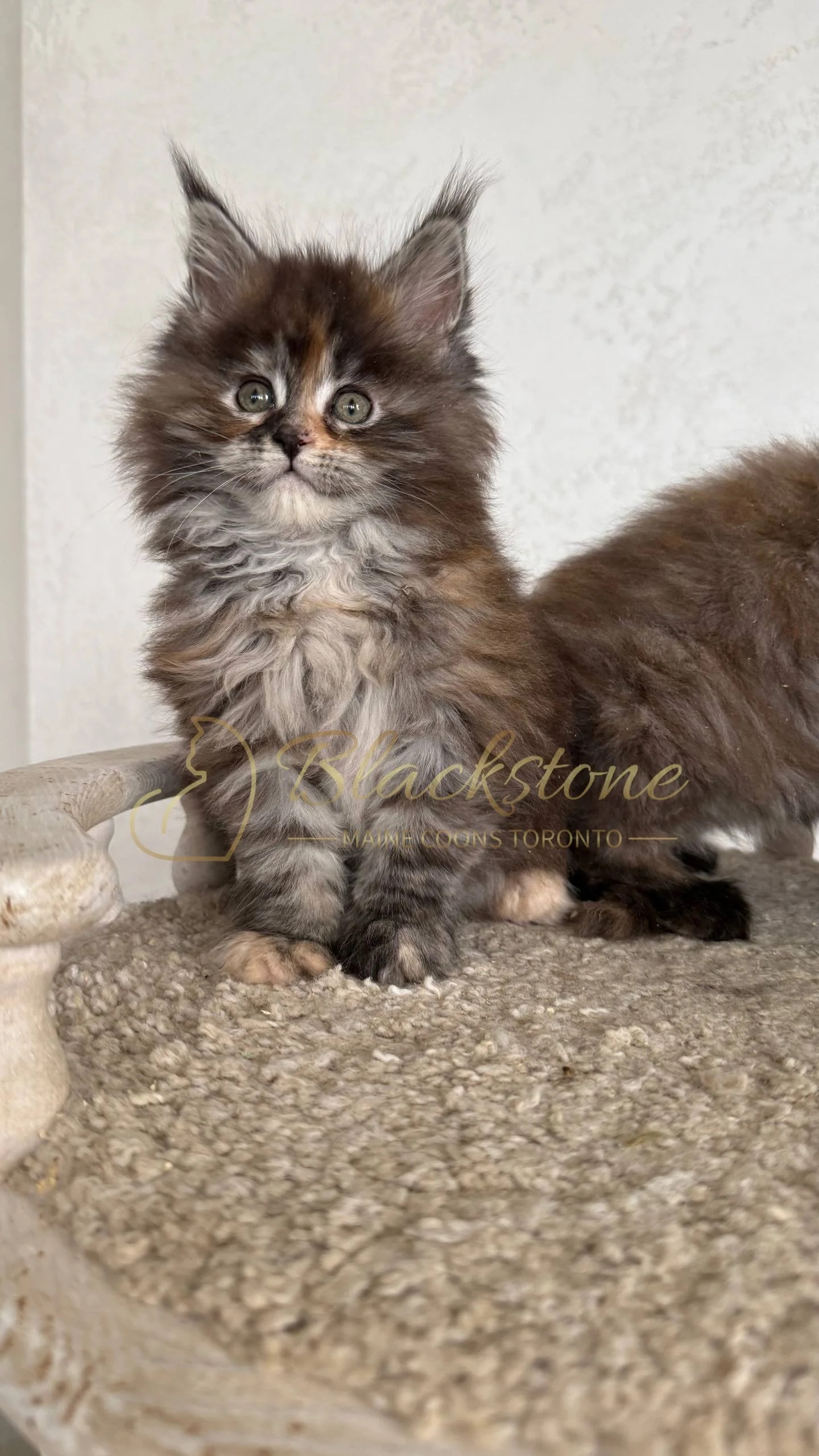 eZy Watermark_05-04-2026_03-45-13-7300PM.JPG