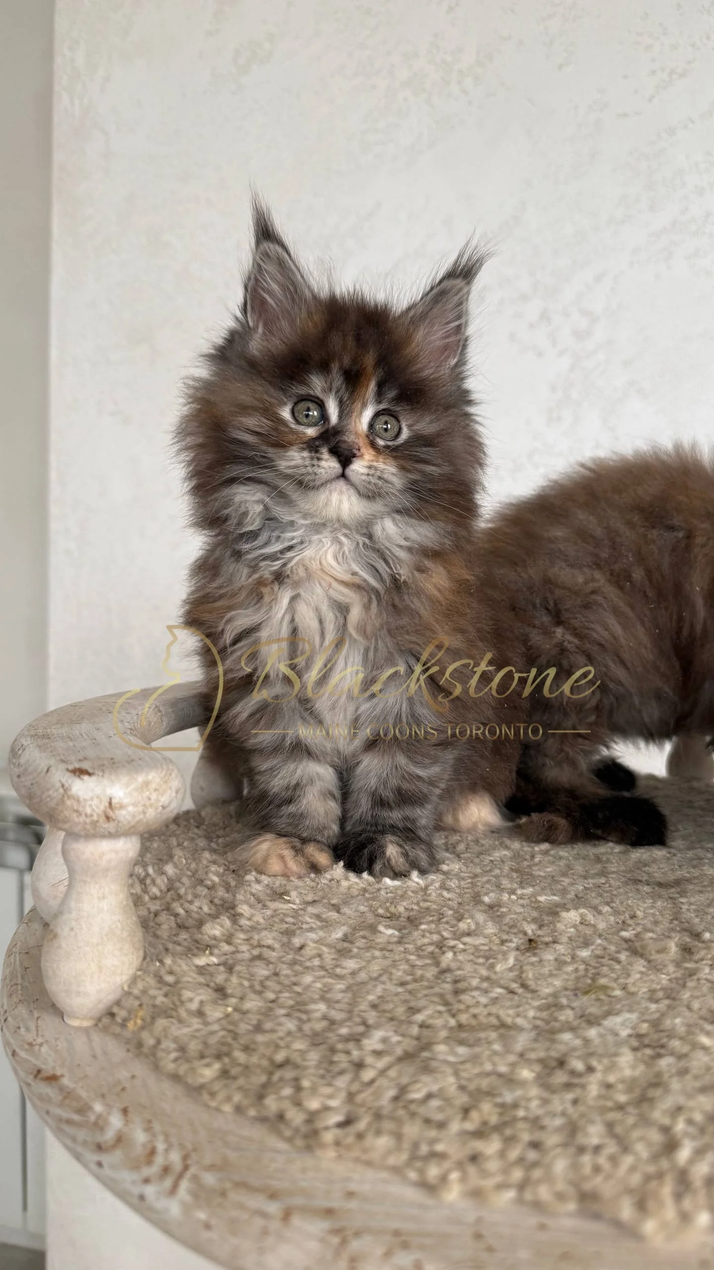 eZy Watermark_05-04-2026_03-45-13-8340PM.JPG