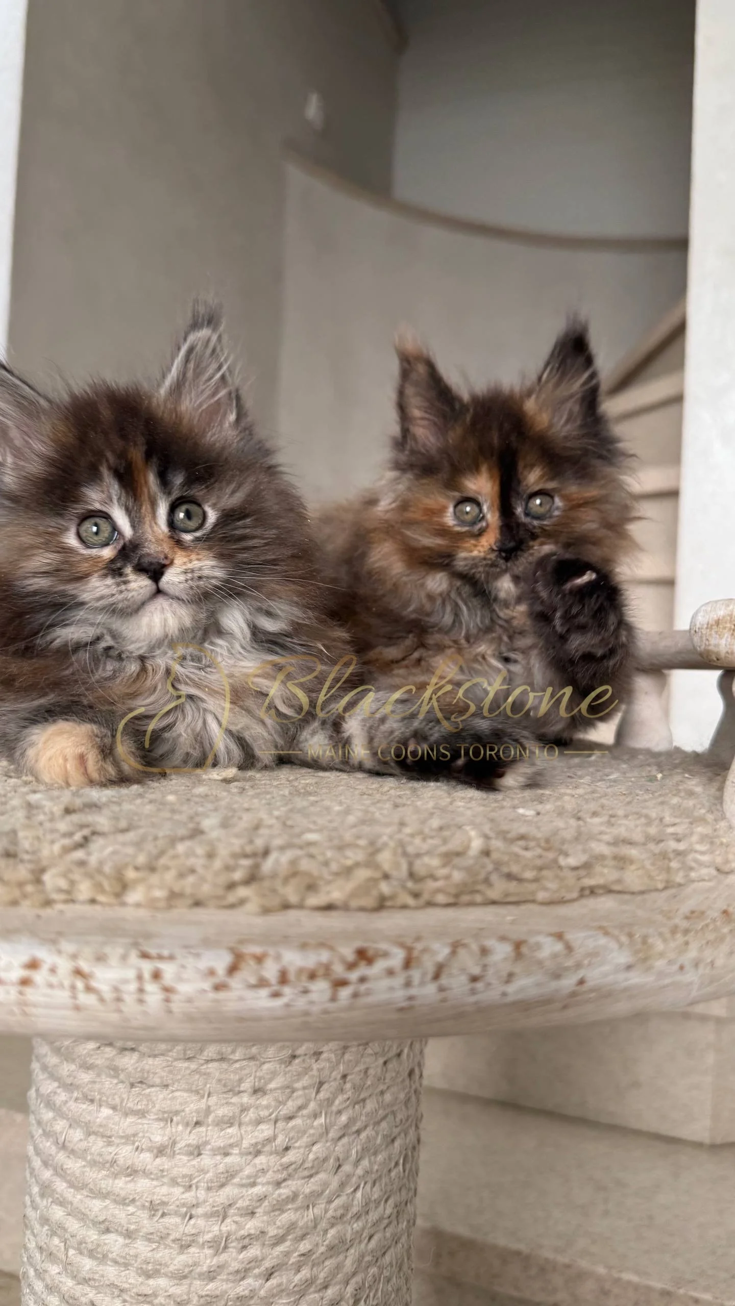 eZy Watermark_05-04-2026_03-45-13-9250PM.JPG