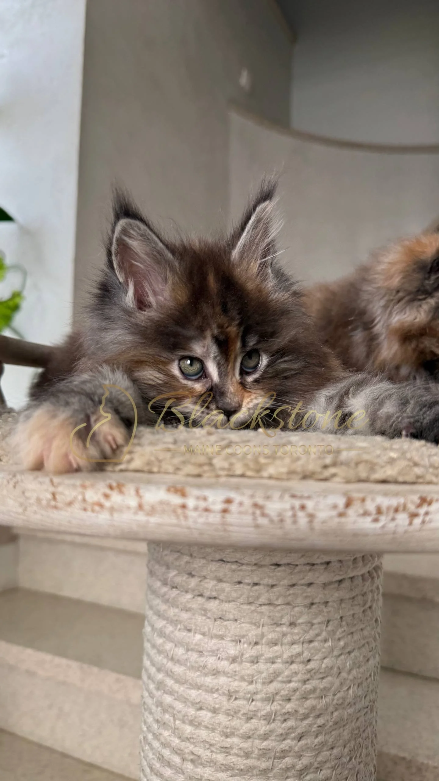 eZy Watermark_05-04-2026_03-45-14-0070PM.JPG