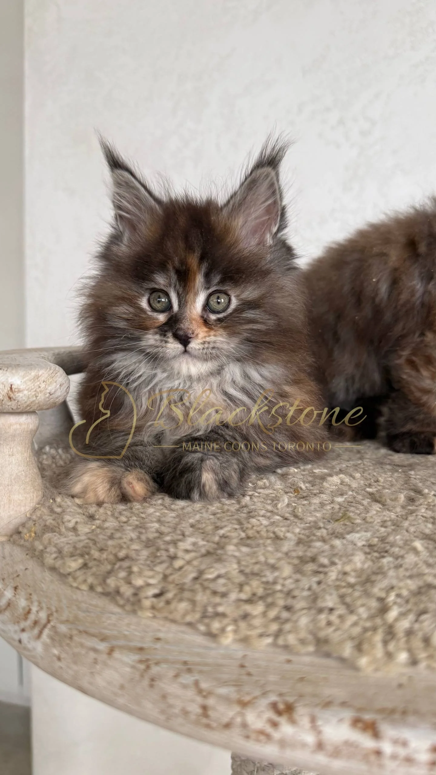 eZy Watermark_05-04-2026_03-45-14-0880PM.JPG