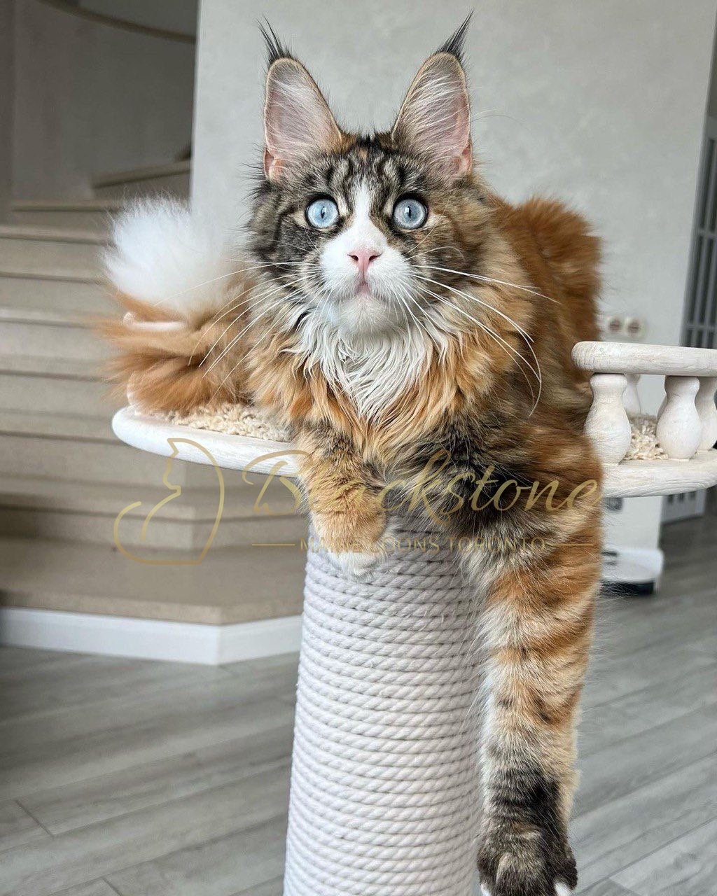 eZy Watermark_05-04-2026_03-56-04-2370PM.JPG