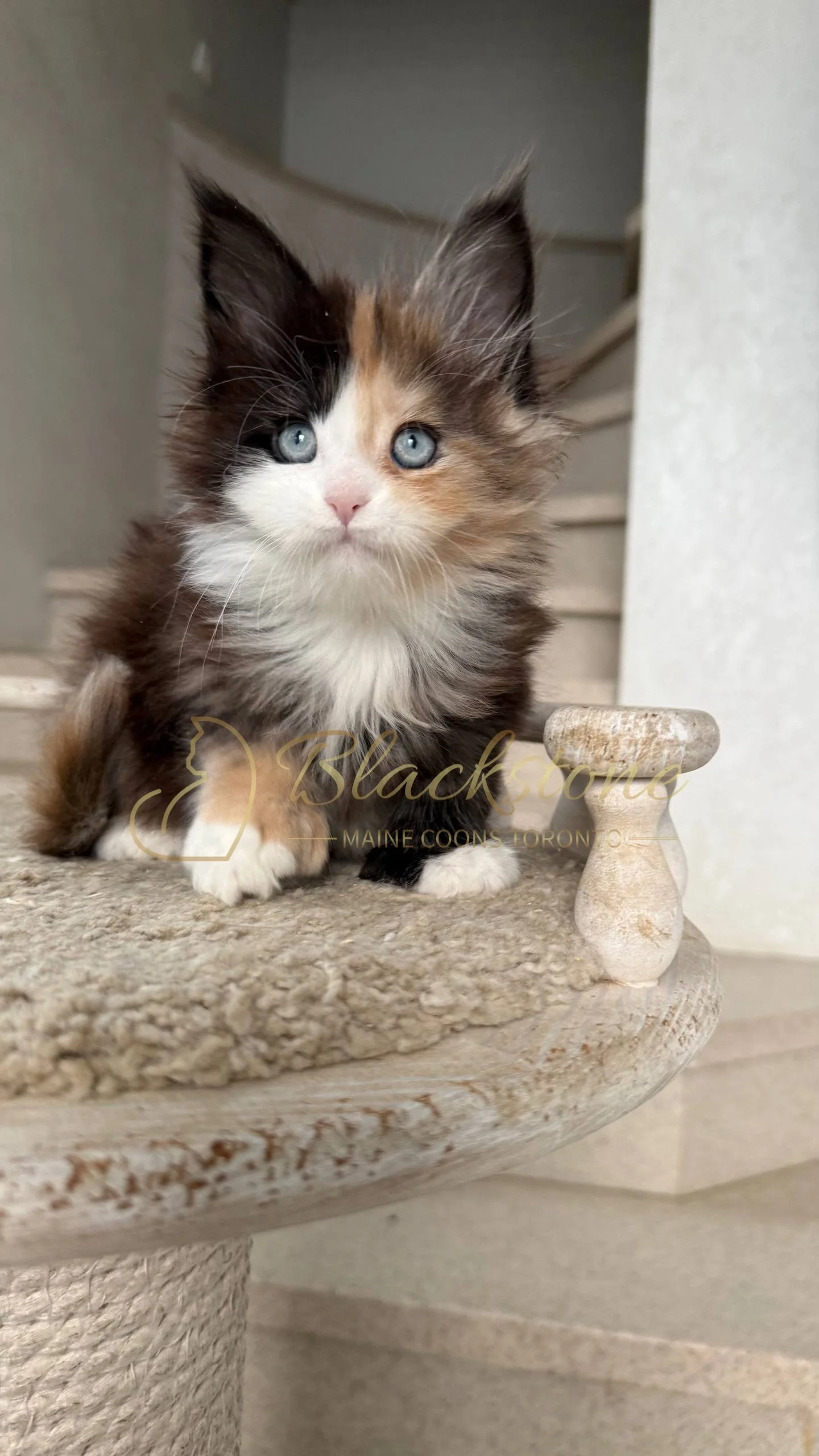 eZy Watermark_05-04-2026_03-56-04-5070PM.JPG