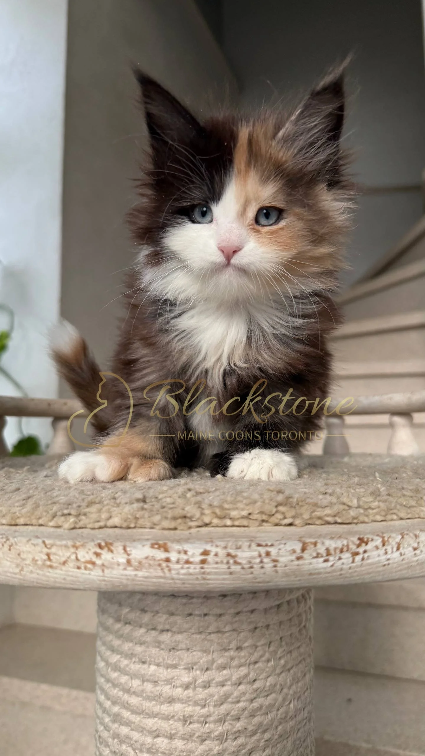 eZy Watermark_05-04-2026_03-56-04-6050PM.JPG