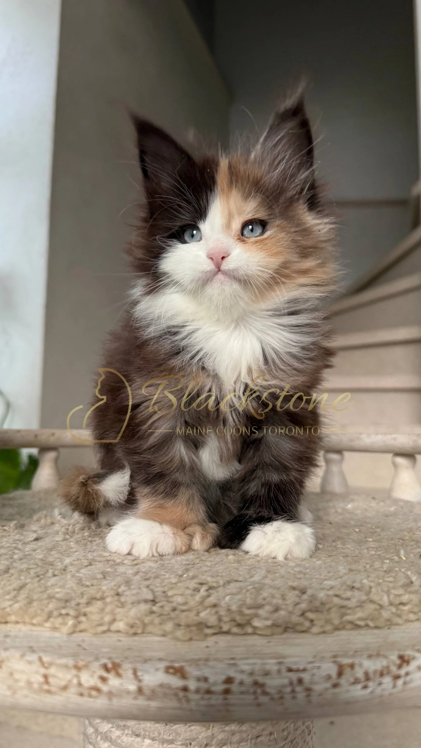 eZy Watermark_05-04-2026_03-56-04-8260PM.JPG