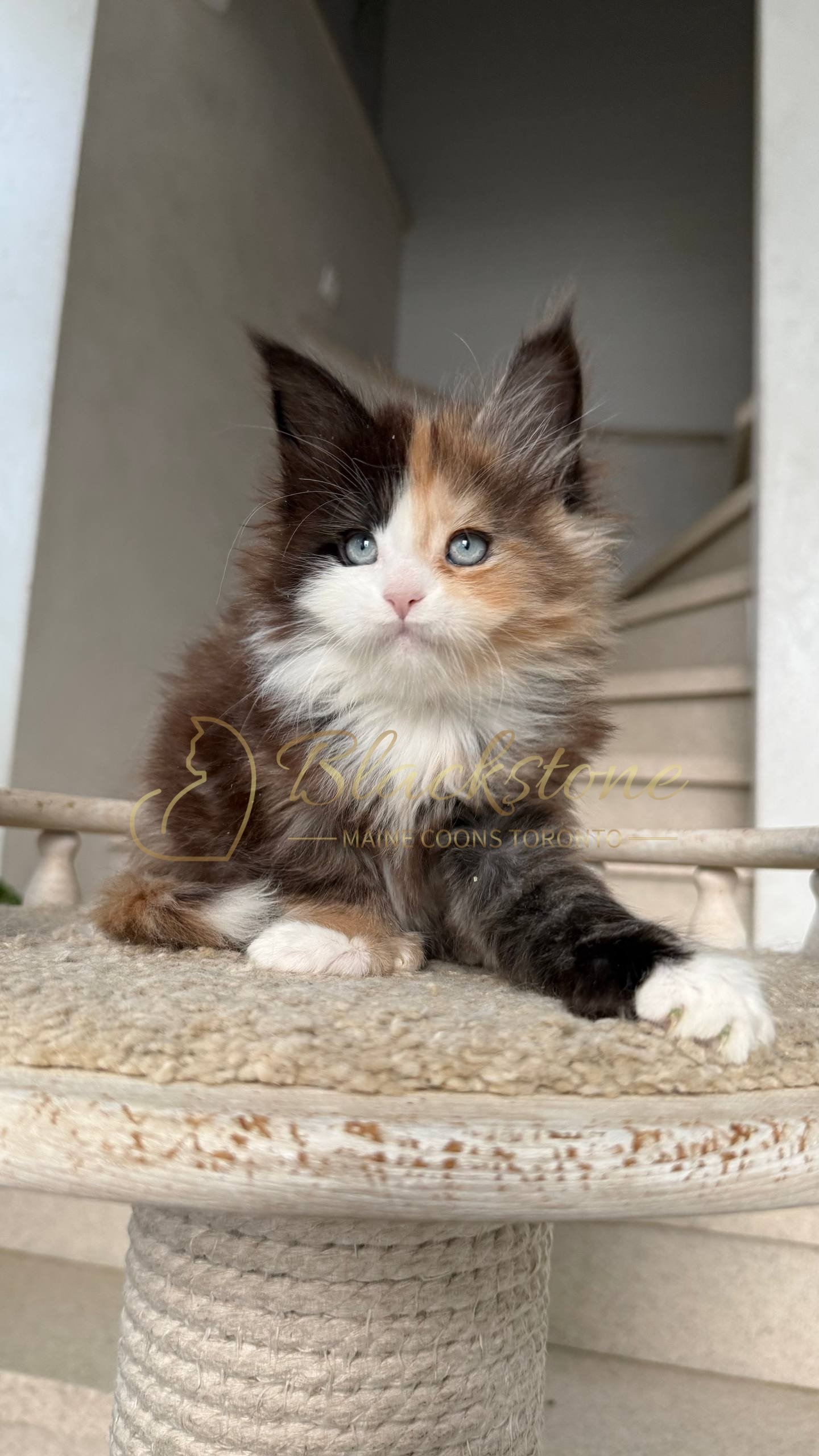 eZy Watermark_05-04-2026_03-56-04-9210PM.JPG