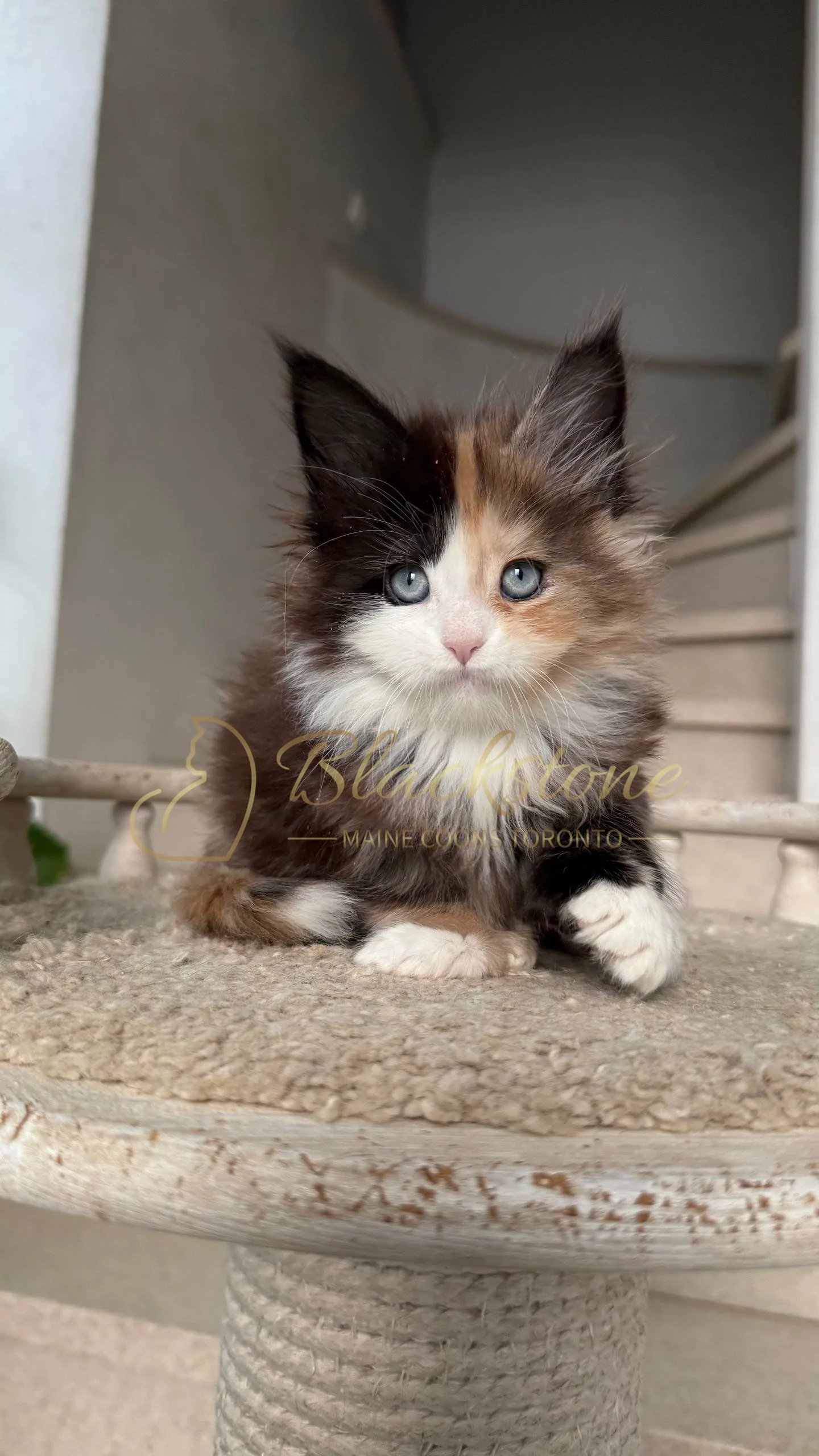 eZy Watermark_05-04-2026_03-56-05-0170PM.JPG