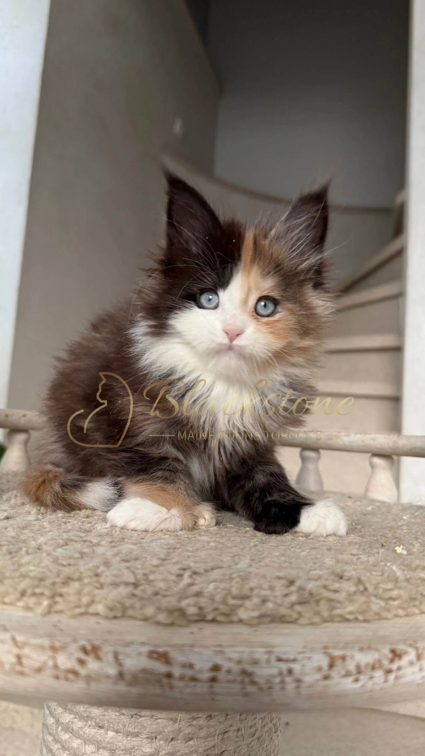 eZy Watermark_05-04-2026_03-56-05-1170PM.JPG