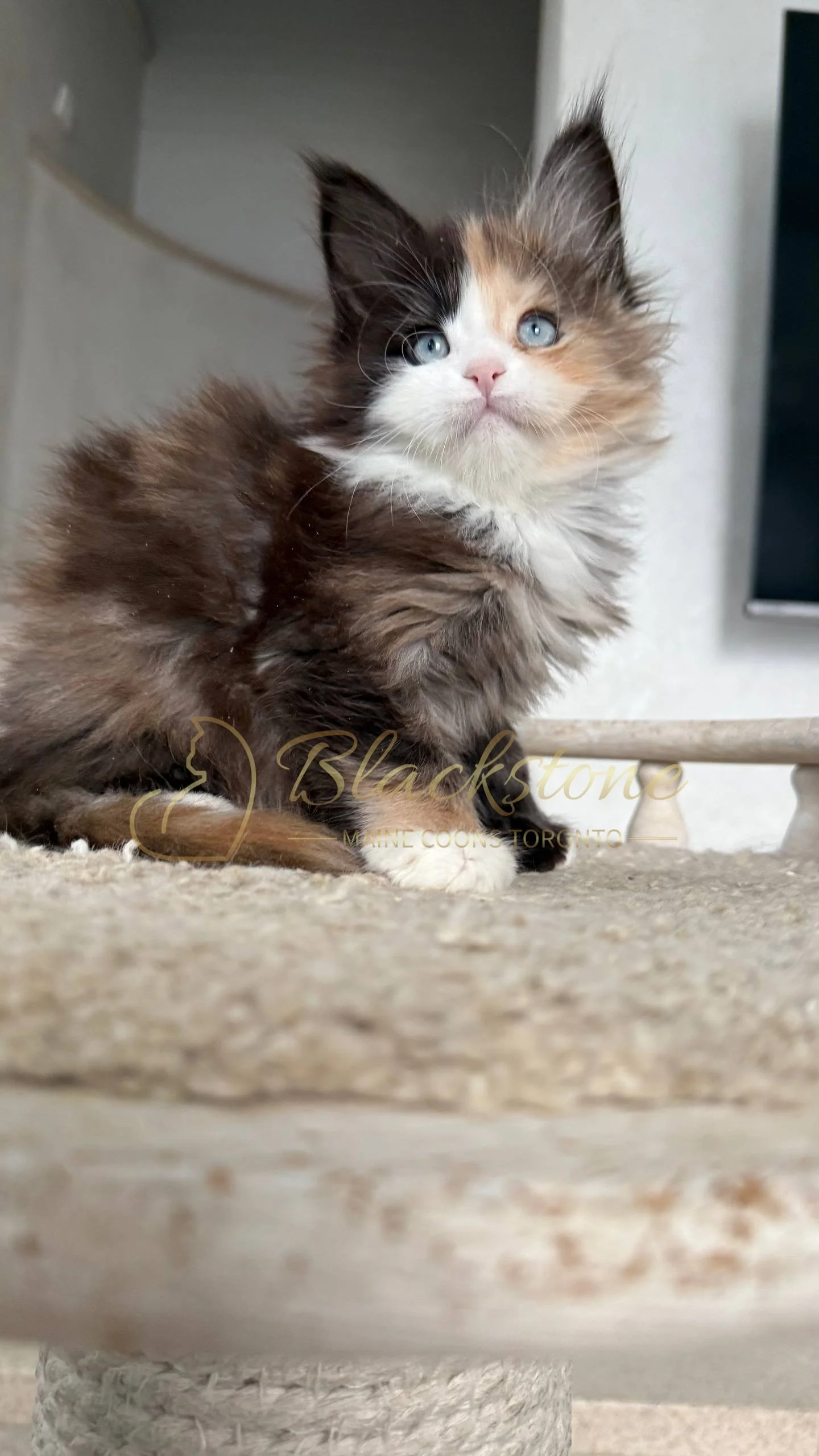 eZy Watermark_05-04-2026_03-56-05-2100PM.JPG