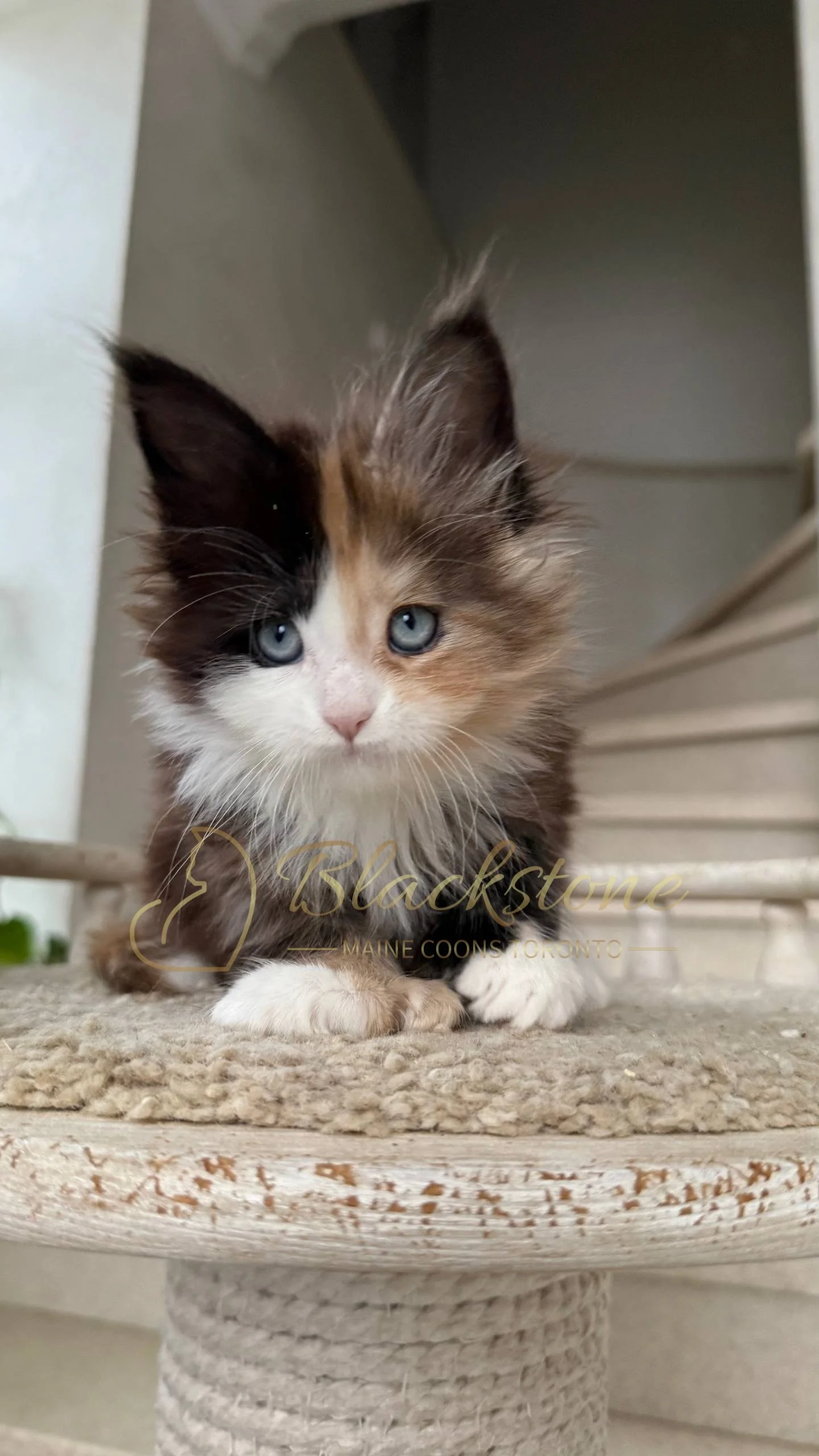 eZy Watermark_05-04-2026_03-56-05-4990PM.JPG