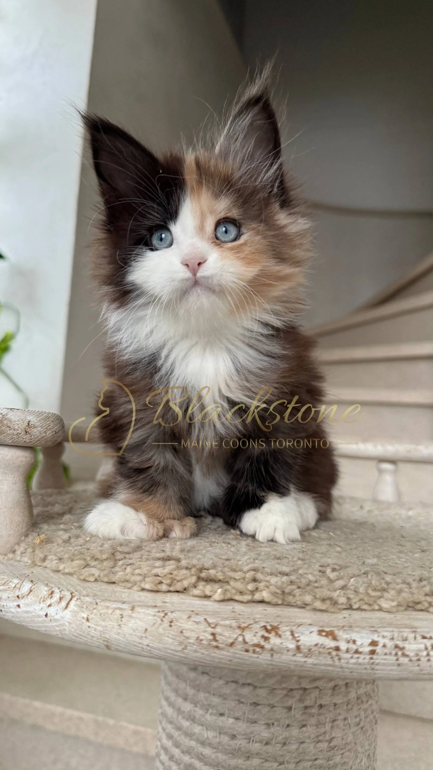 eZy Watermark_05-04-2026_03-56-05-6920PM.JPG