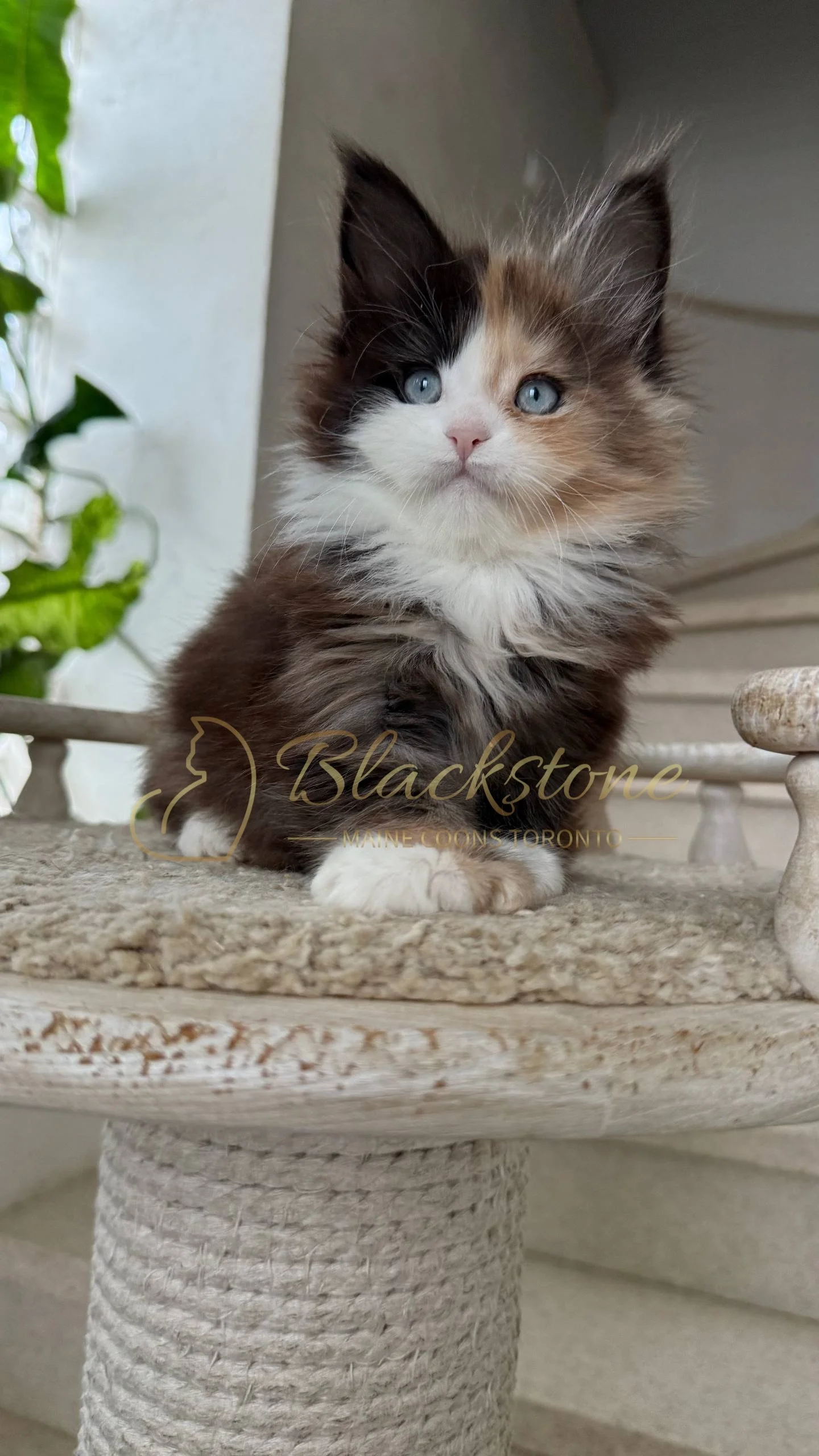 eZy Watermark_05-04-2026_03-56-05-7880PM.JPG