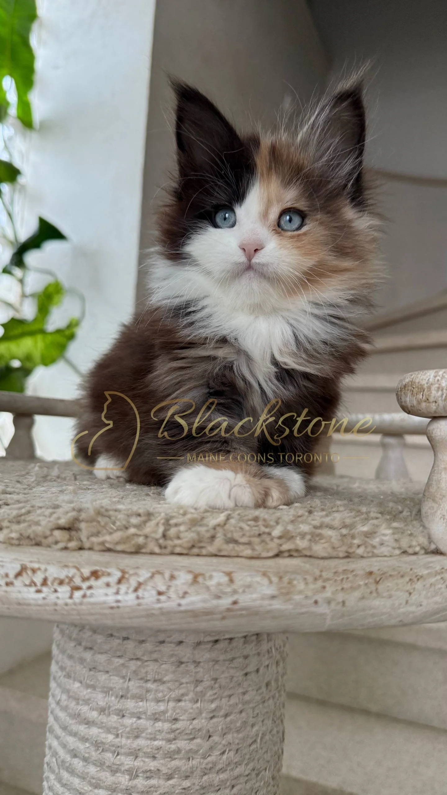 eZy Watermark_05-04-2026_03-56-05-8900PM.JPG