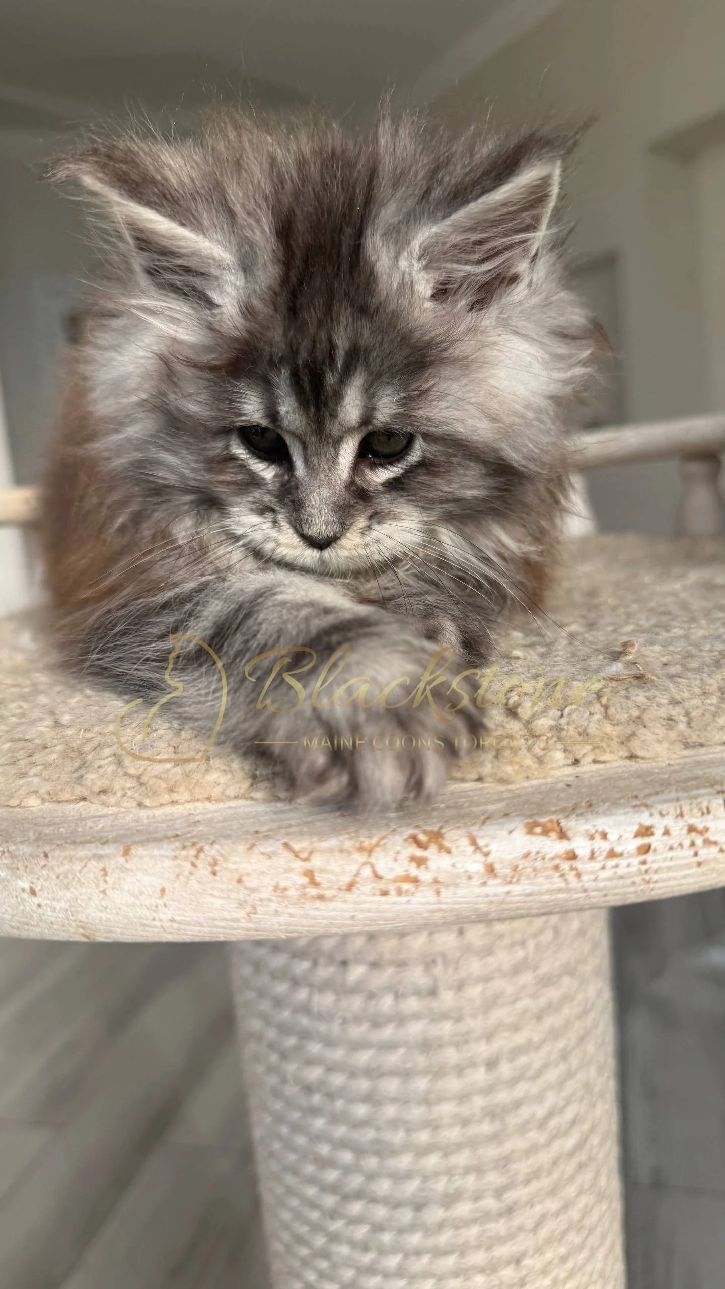 eZy Watermark_25-04-2026_10-10-11-2390PM.JPG