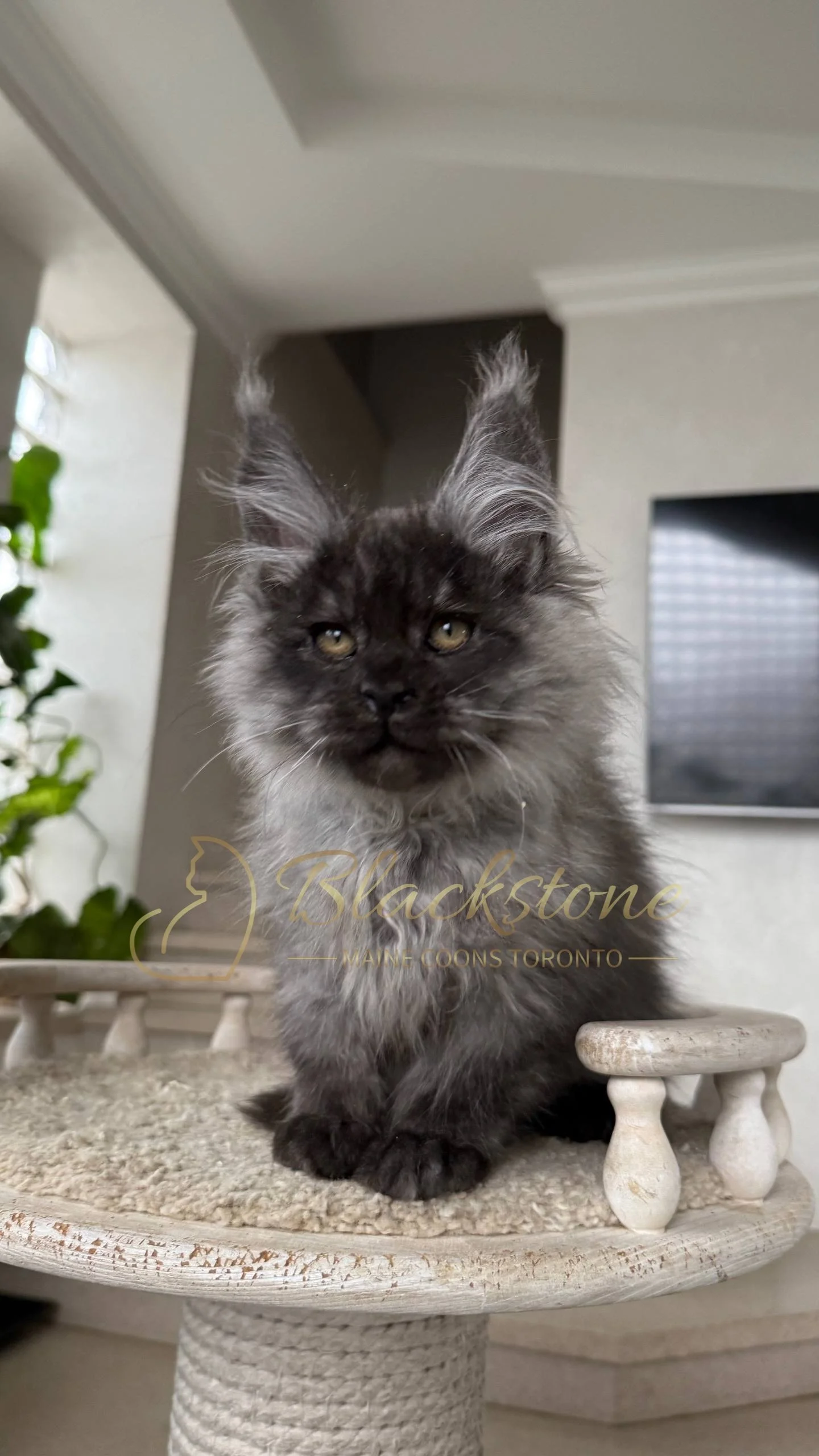 eZy Watermark_25-04-2026_10-34-45-3430PM.JPG