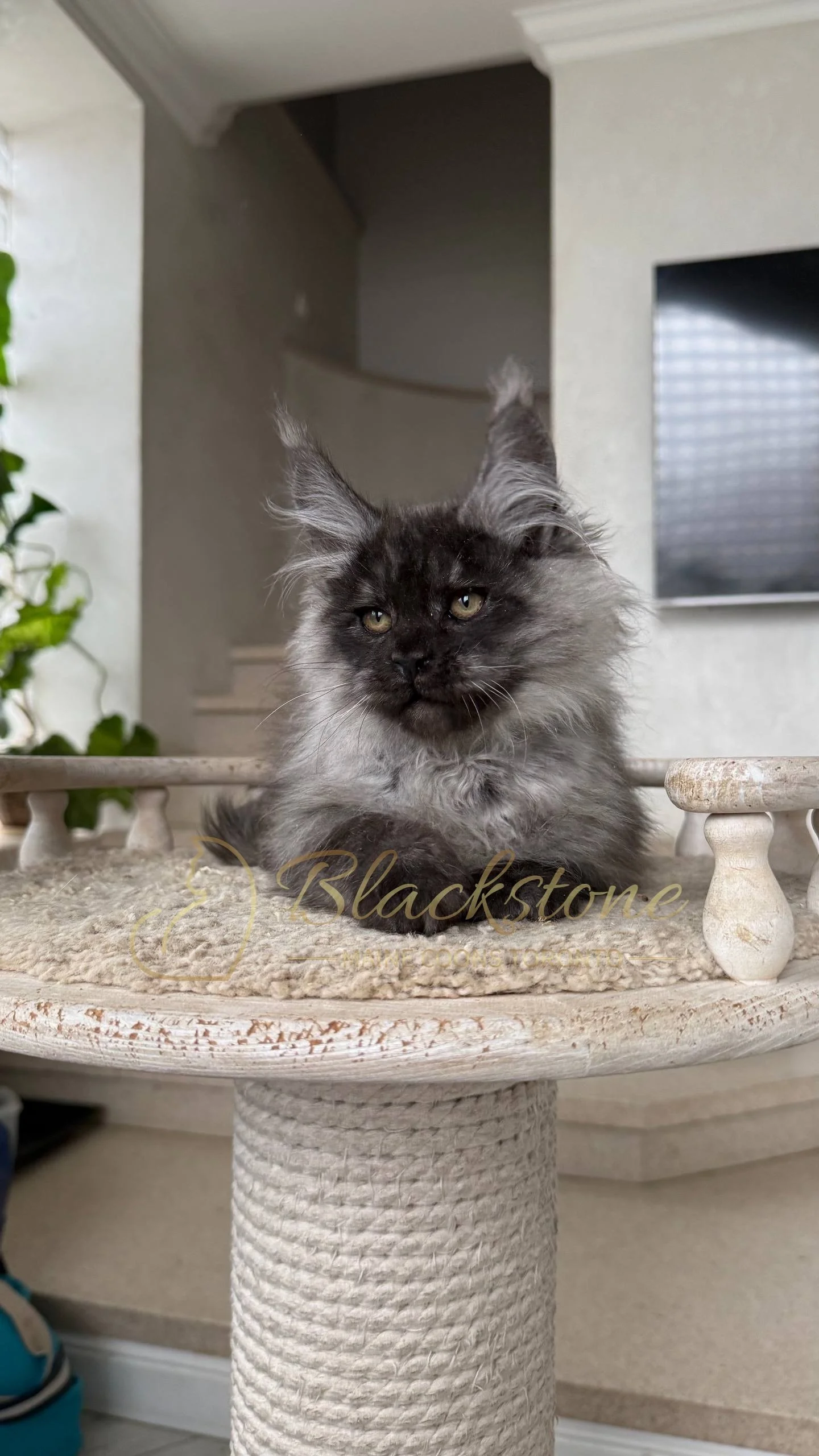 eZy Watermark_25-04-2026_10-34-46-0220PM.JPG