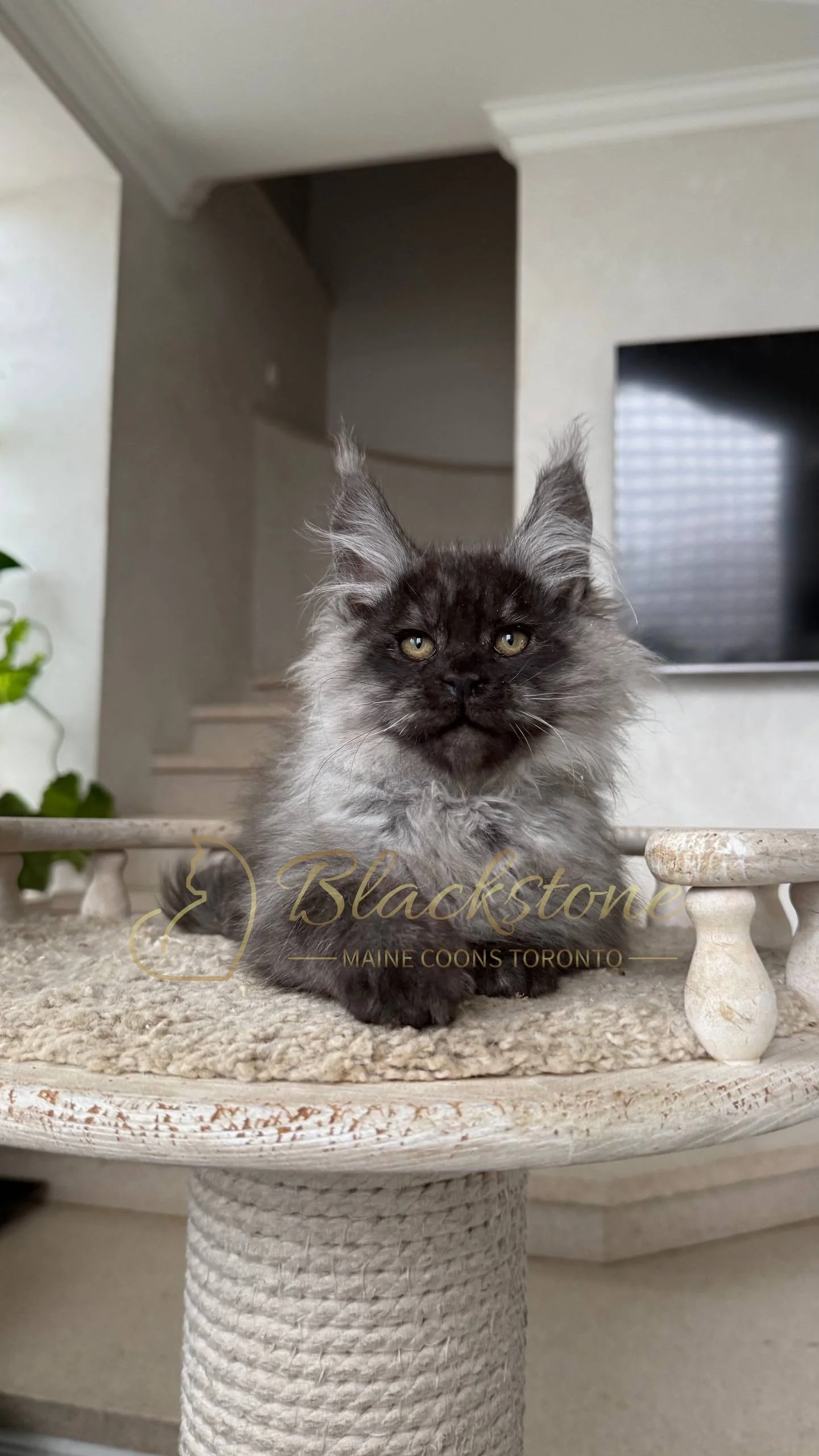 eZy Watermark_25-04-2026_10-34-46-1090PM.JPG