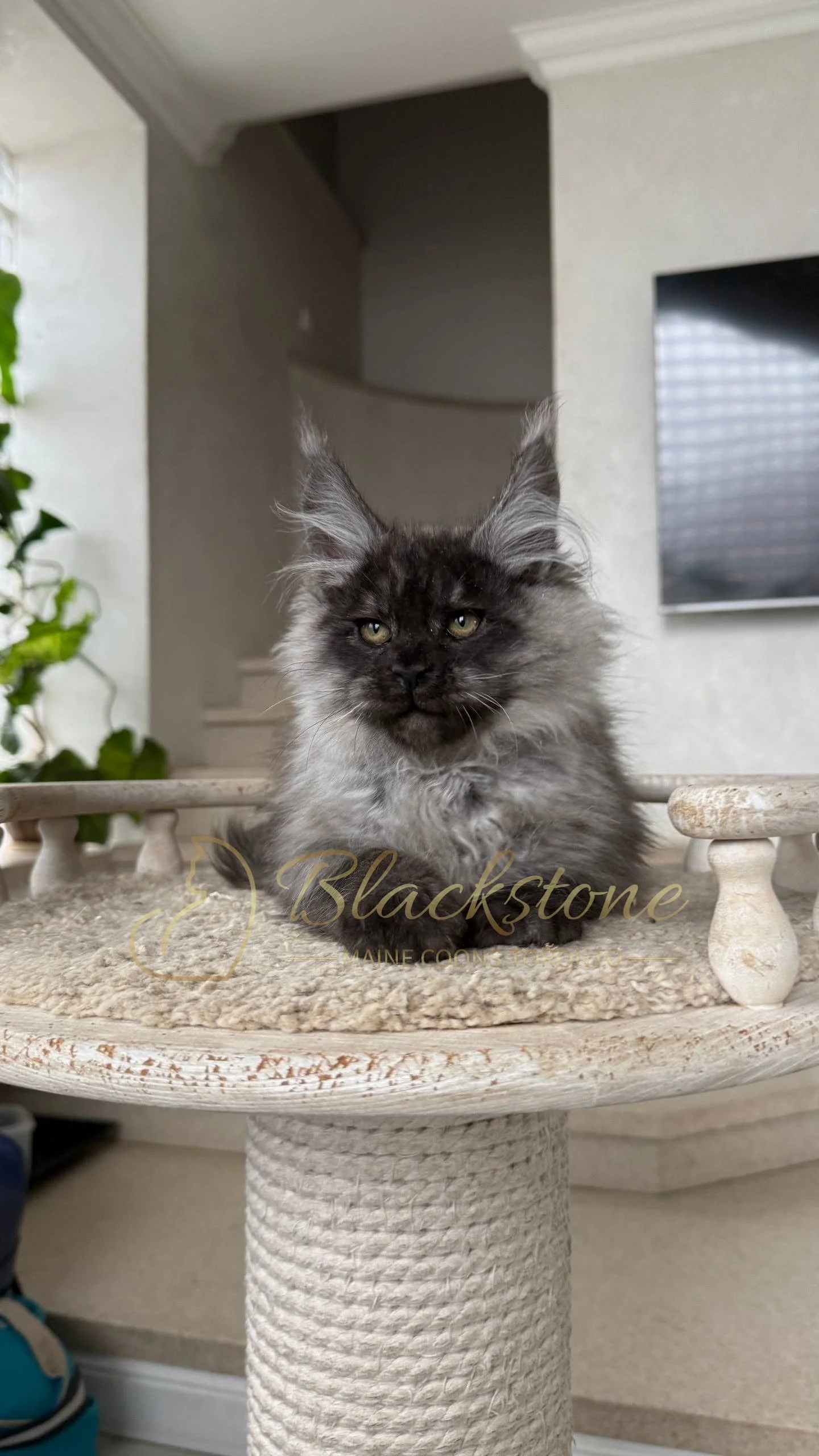 eZy Watermark_25-04-2026_10-34-46-4580PM.JPG