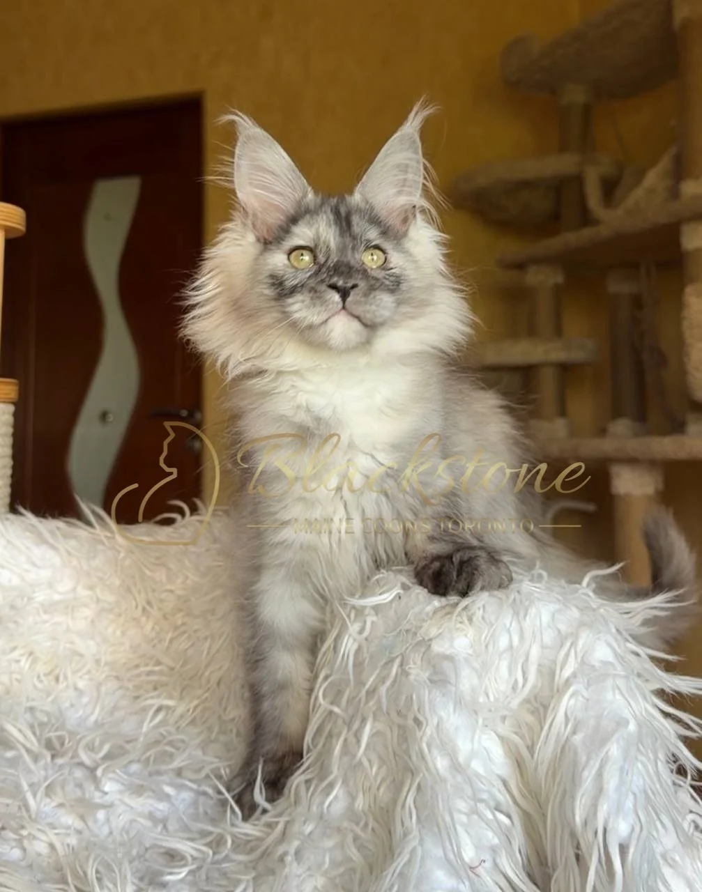 eZy Watermark_29-05-2026_08-25-59-9860PM.JPG