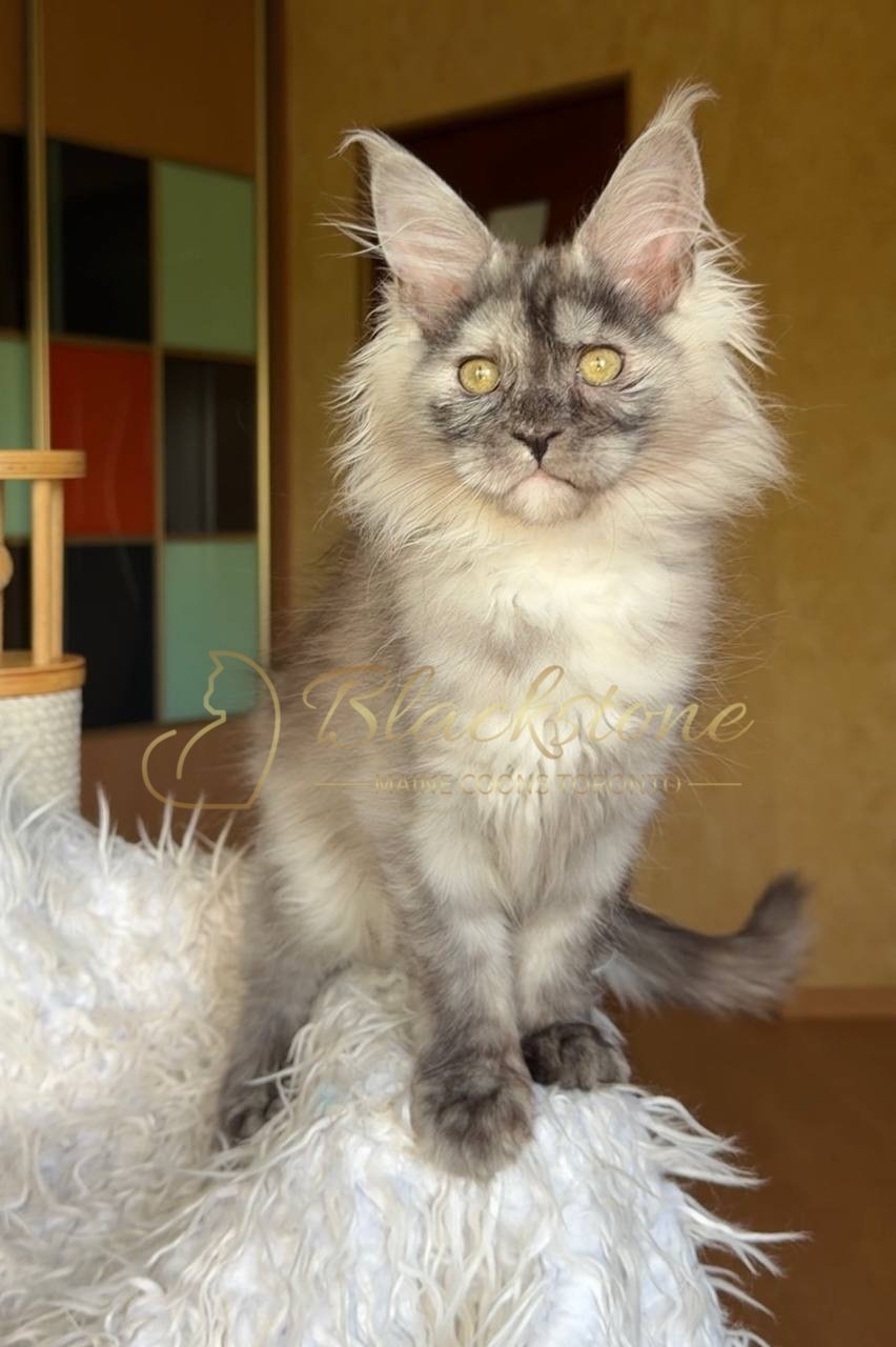 eZy Watermark_29-05-2026_08-26-00-1910PM.JPG