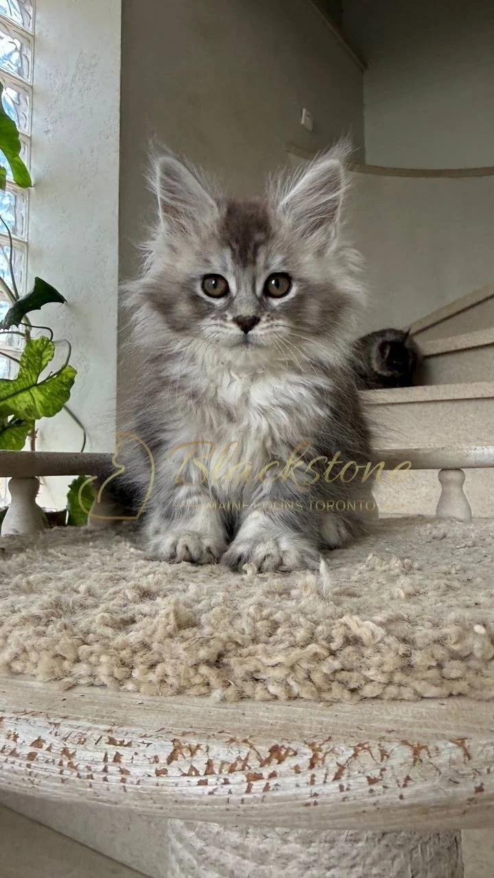 eZy Watermark_29-05-2026_08-41-18-3560PM.JPG