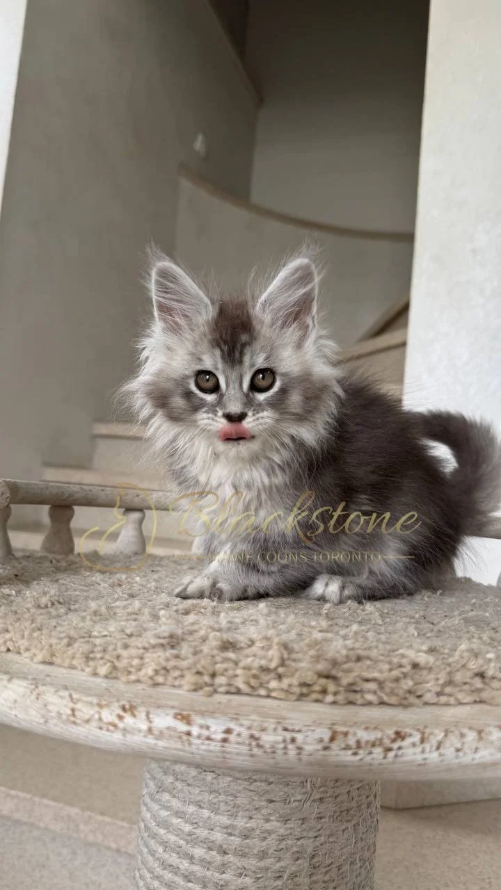 eZy Watermark_29-05-2026_08-41-18-4280PM.JPG