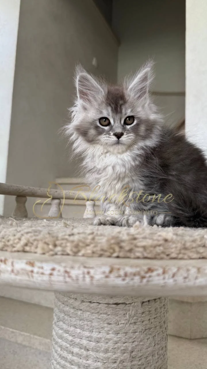 eZy Watermark_29-05-2026_08-41-18-5690PM.JPG