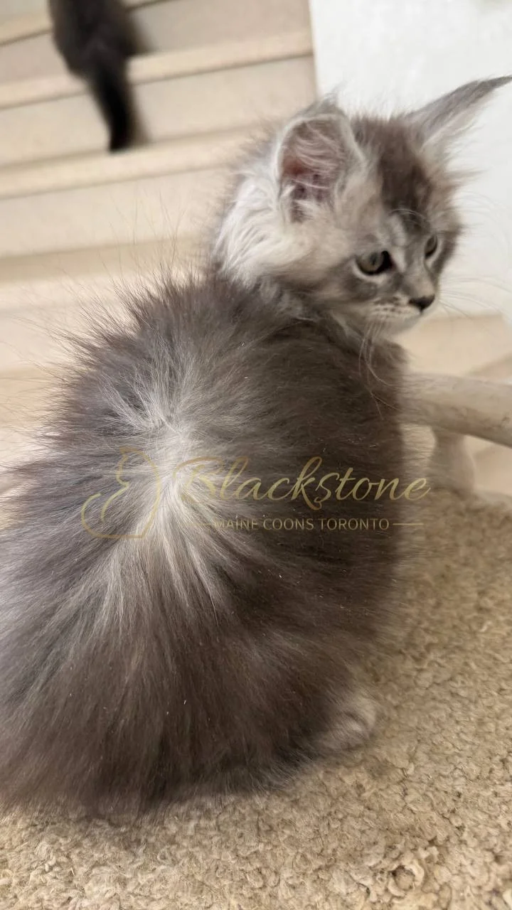 eZy Watermark_29-05-2026_08-41-18-7950PM.JPG
