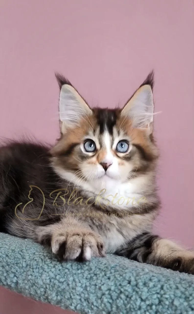 Benji