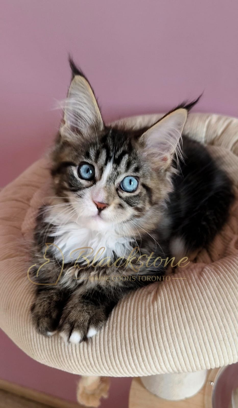 eZy Watermark_30-05-2026_07-16-21-0490PM.JPG