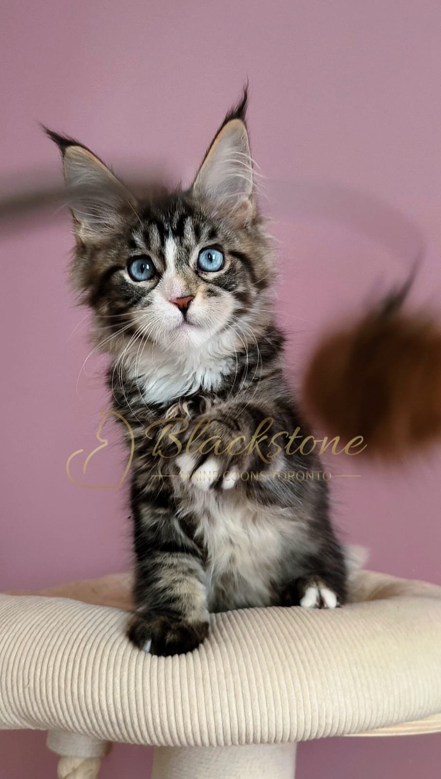 eZy Watermark_30-05-2026_07-16-21-7990PM.JPG