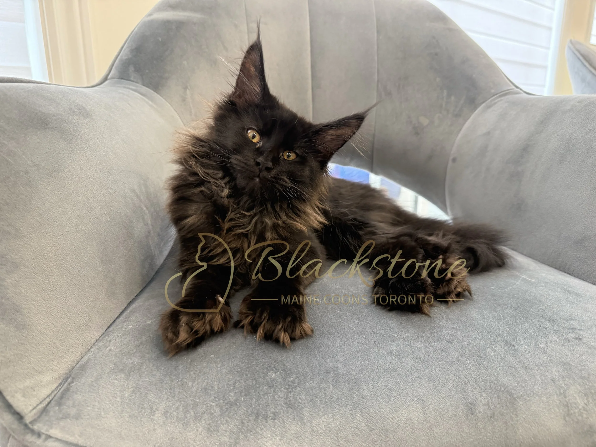eZy Watermark_06-06-2026_07-16-19-3360PM.JPG