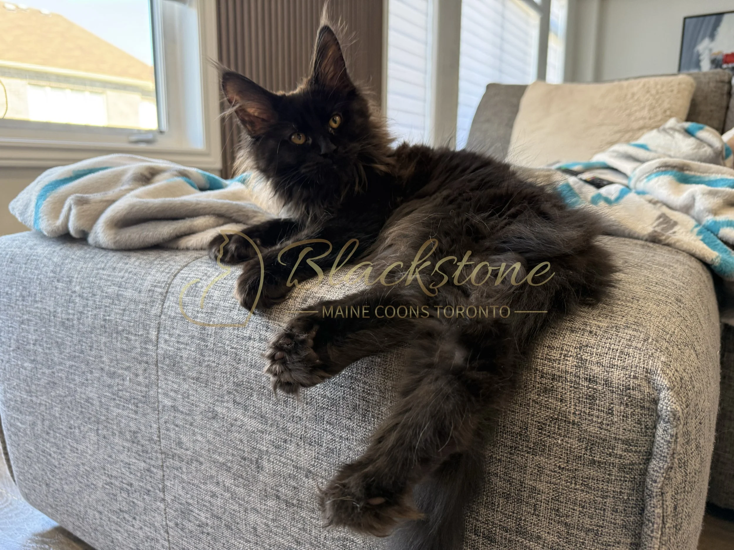 eZy Watermark_12-06-2026_06-49-16-3510PM.JPG